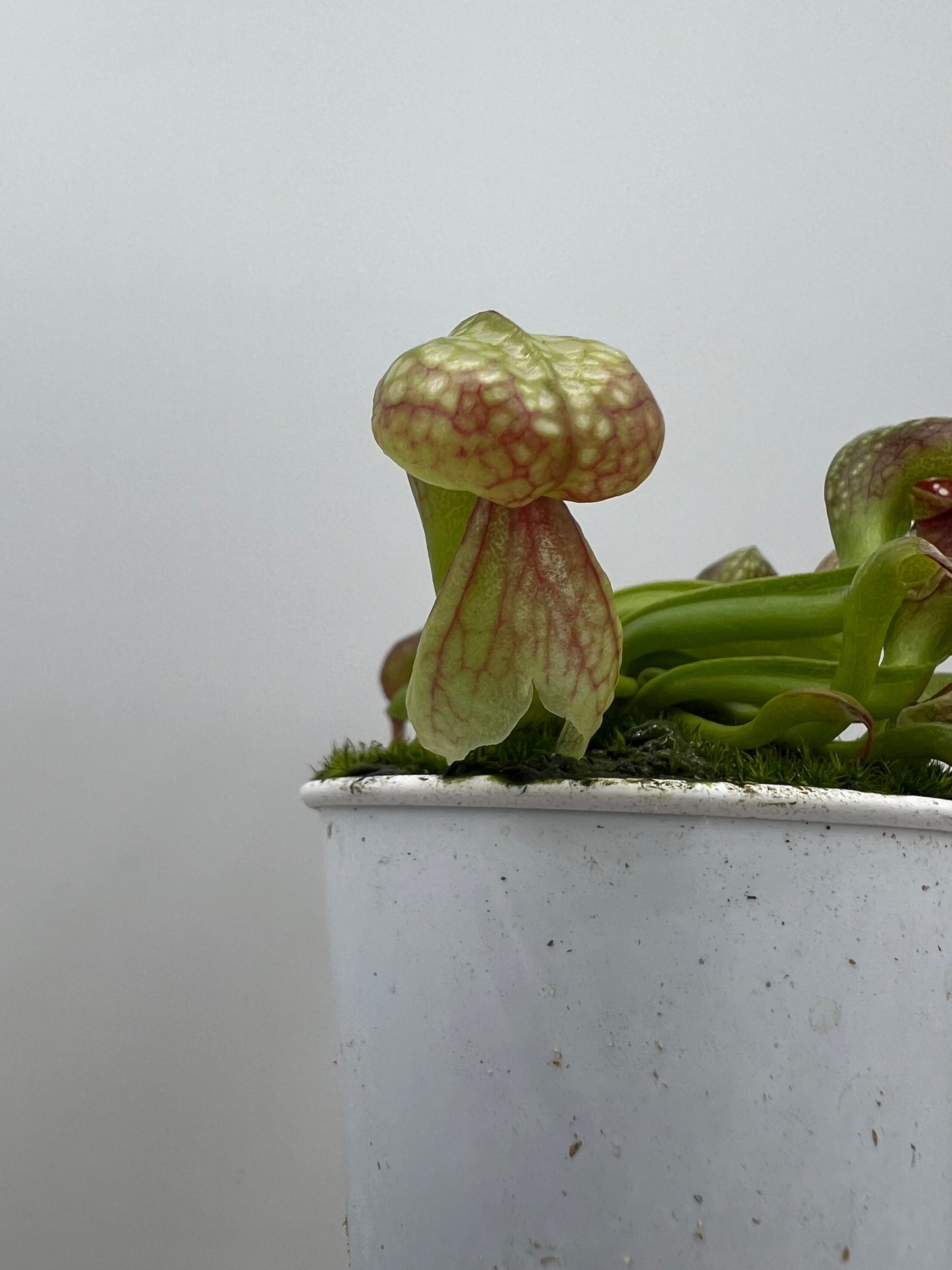 Darlingtonia californica (Cobra Pitcher Plant) - Seed Grown #84