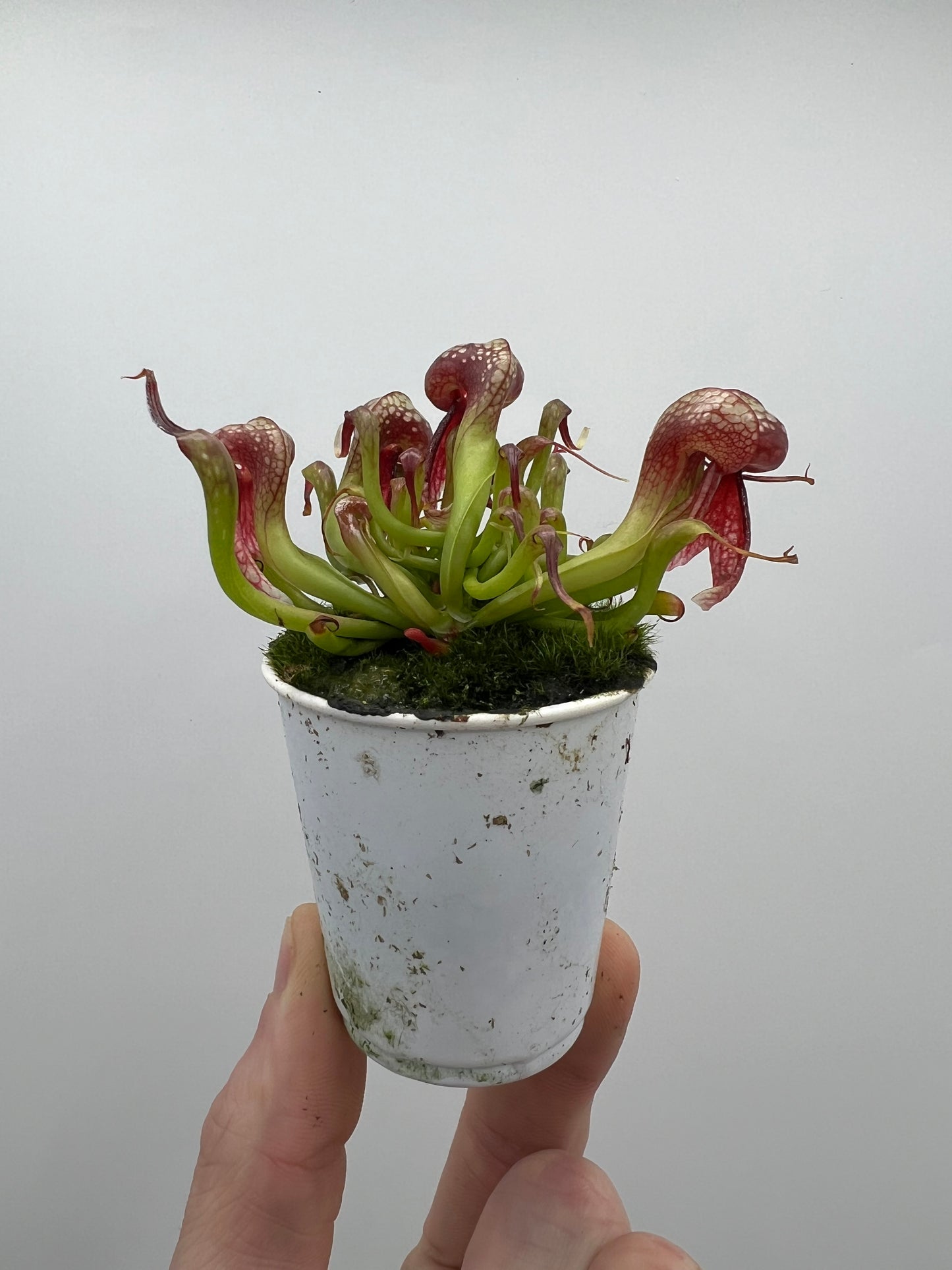 Darlingtonia californica (Cobra Pitcher Plant) - Seed Grown #136