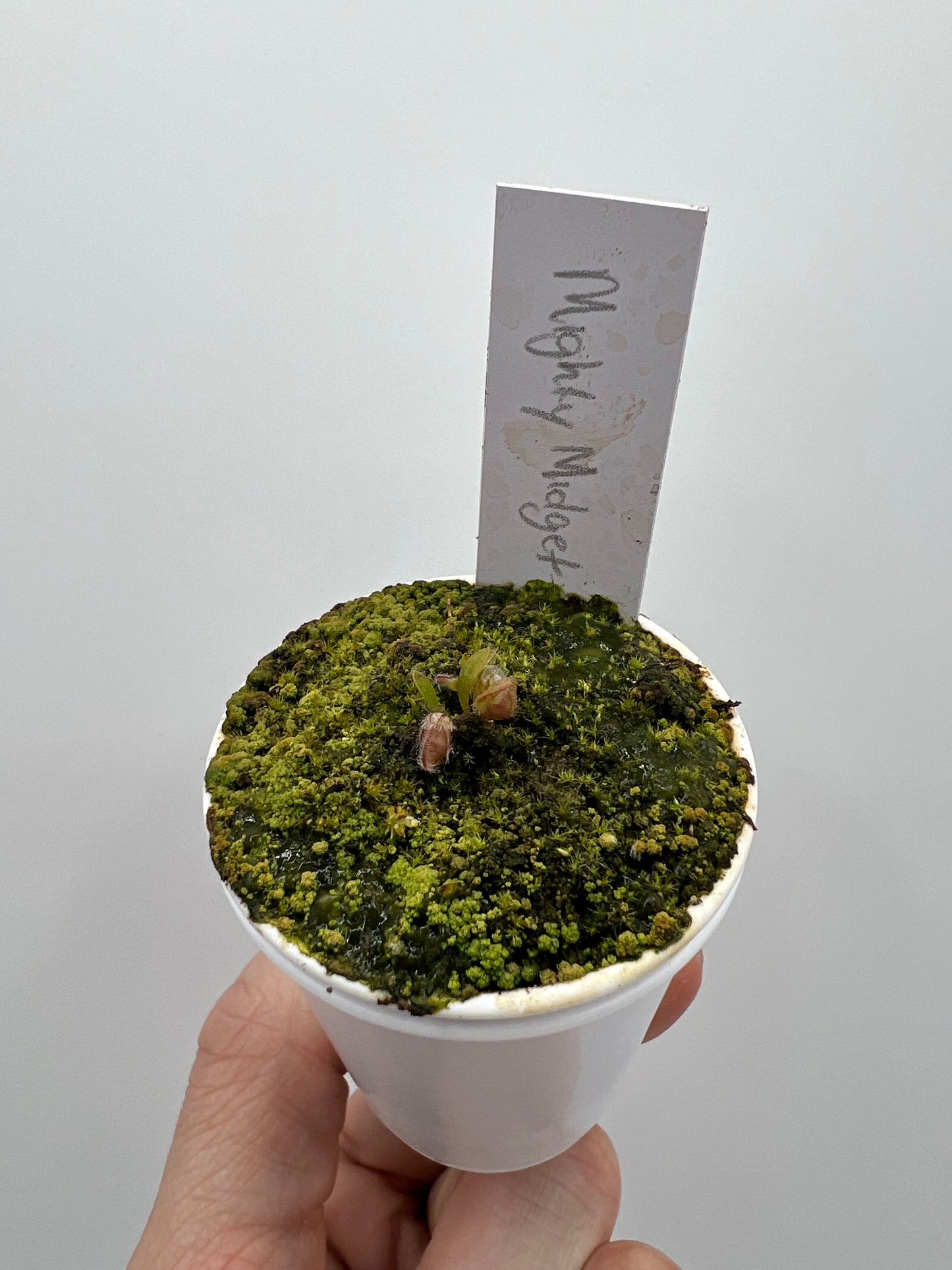 Cephalotus follicularis “Mighty Midget”