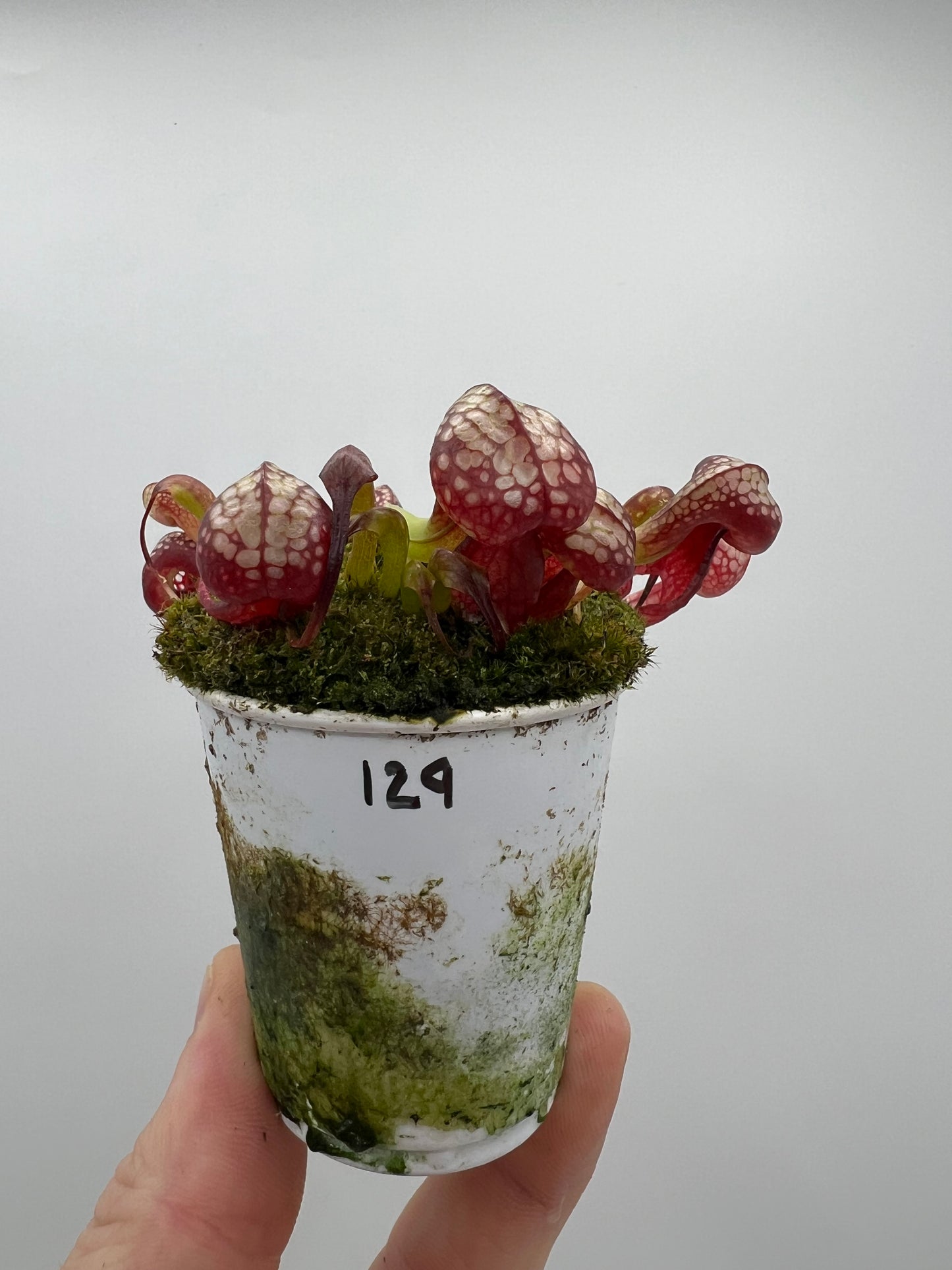 Darlingtonia californica (Cobra Pitcher Plant) - Seed Grown #129