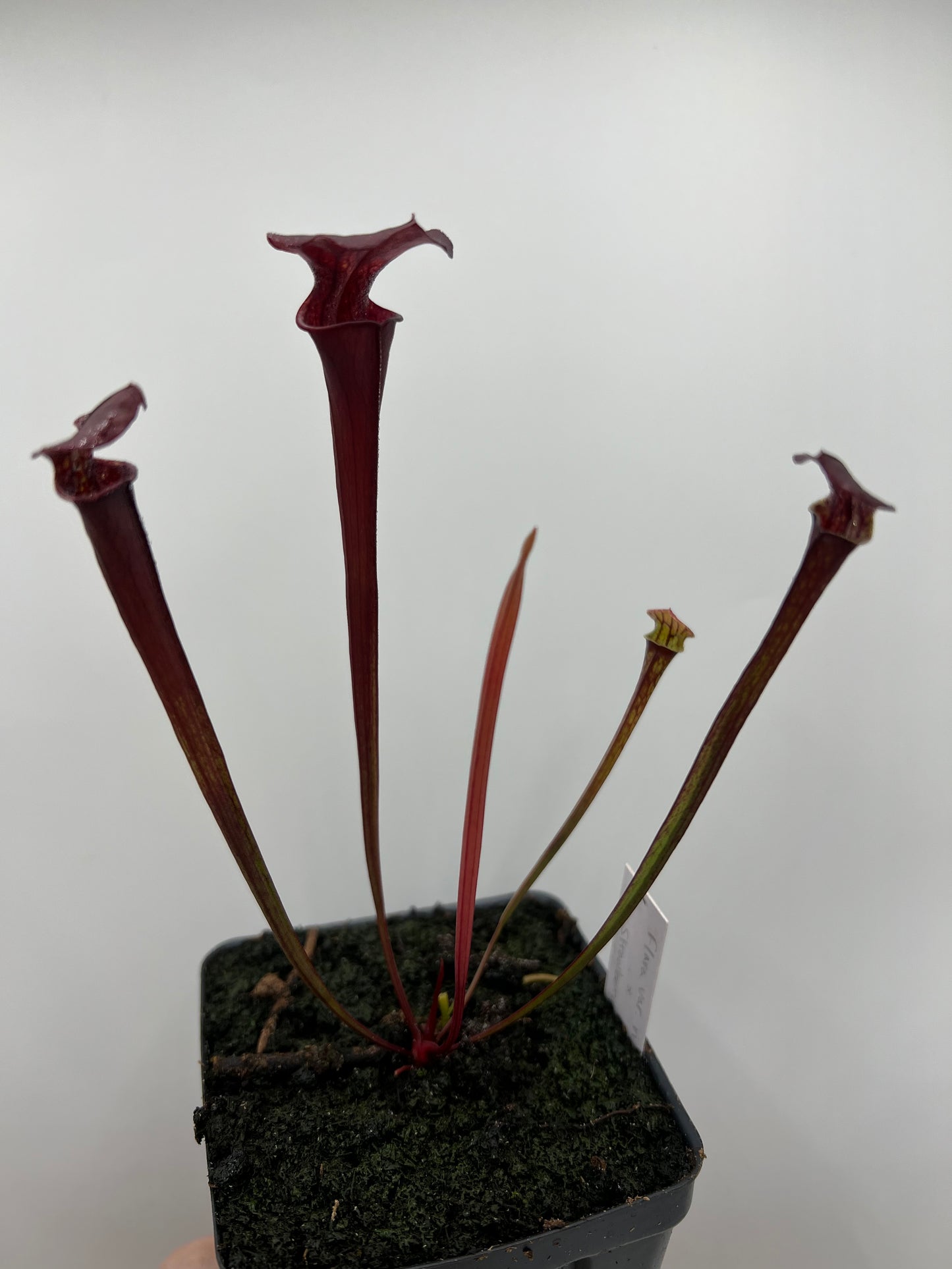 Sarracenia flava var. rubricorpora x “Strawberry Milkshake” - Seed Grown #6