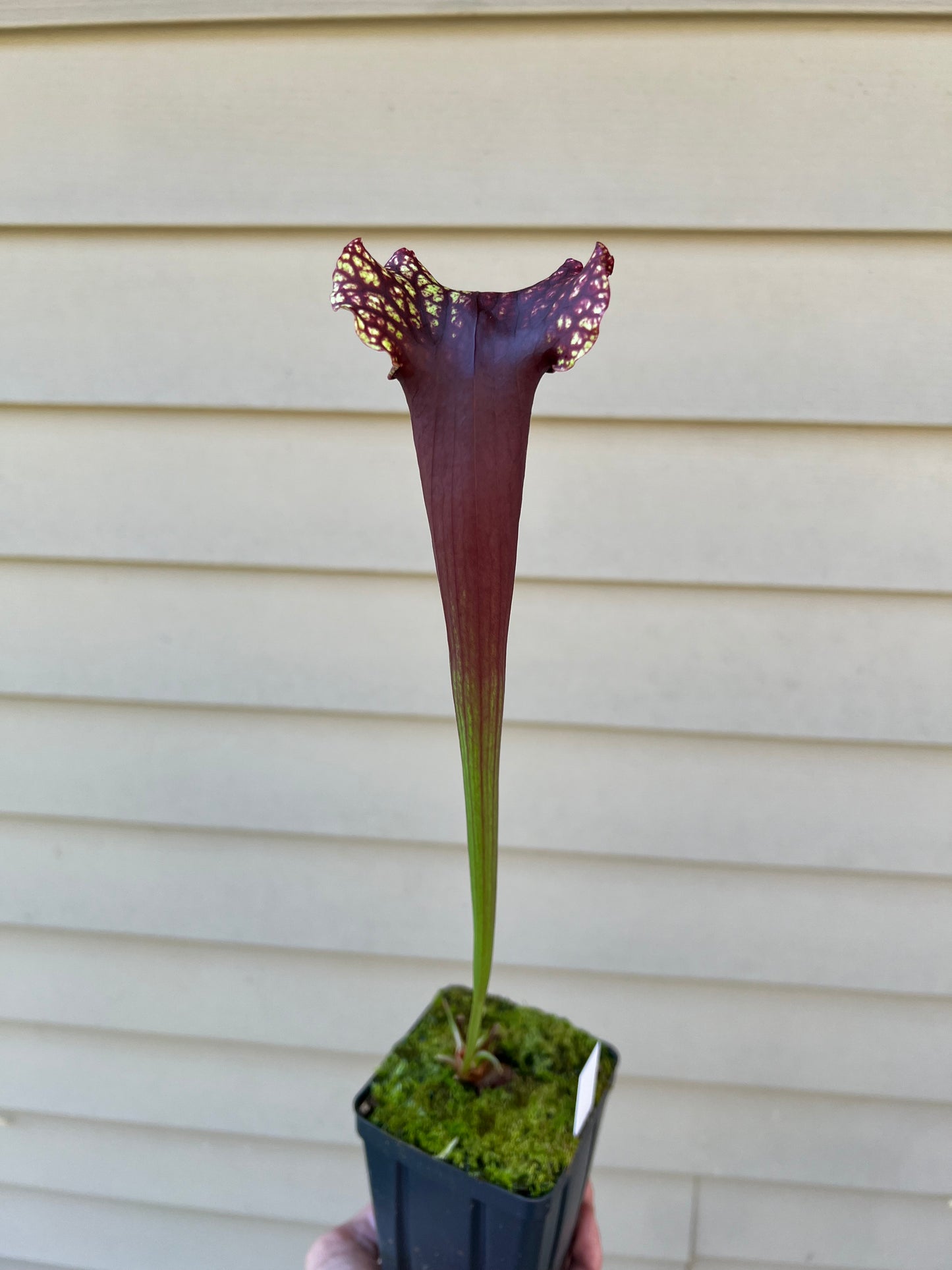 Sarracenia ‘Wizzleberry Toad’ x ‘Saxapahaw’ #4