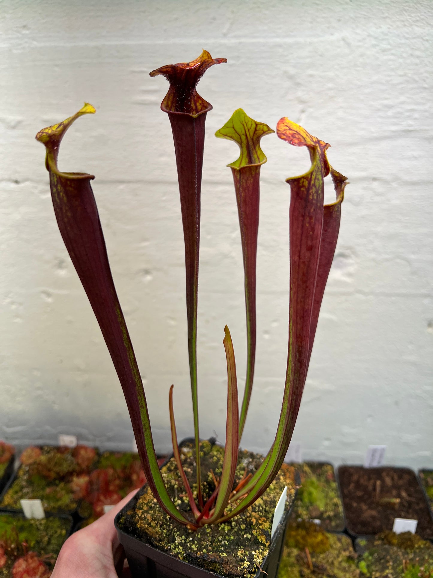 Sarracenia flava var. rubricorpora (Liberty Co, FL) - Seed Grown #3