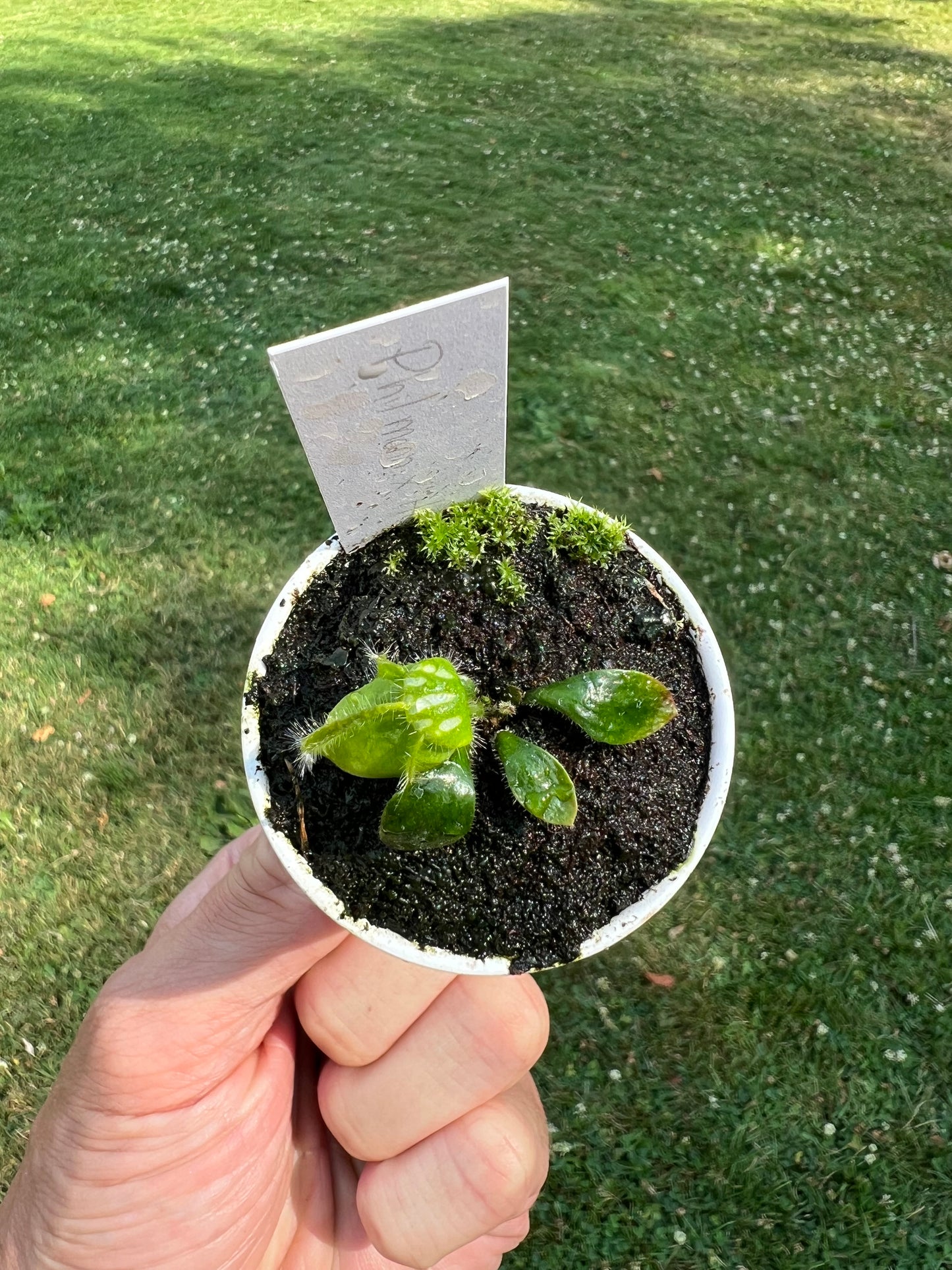 Cephalotus follicularis “Phil Mann” x “Hummers Giant”