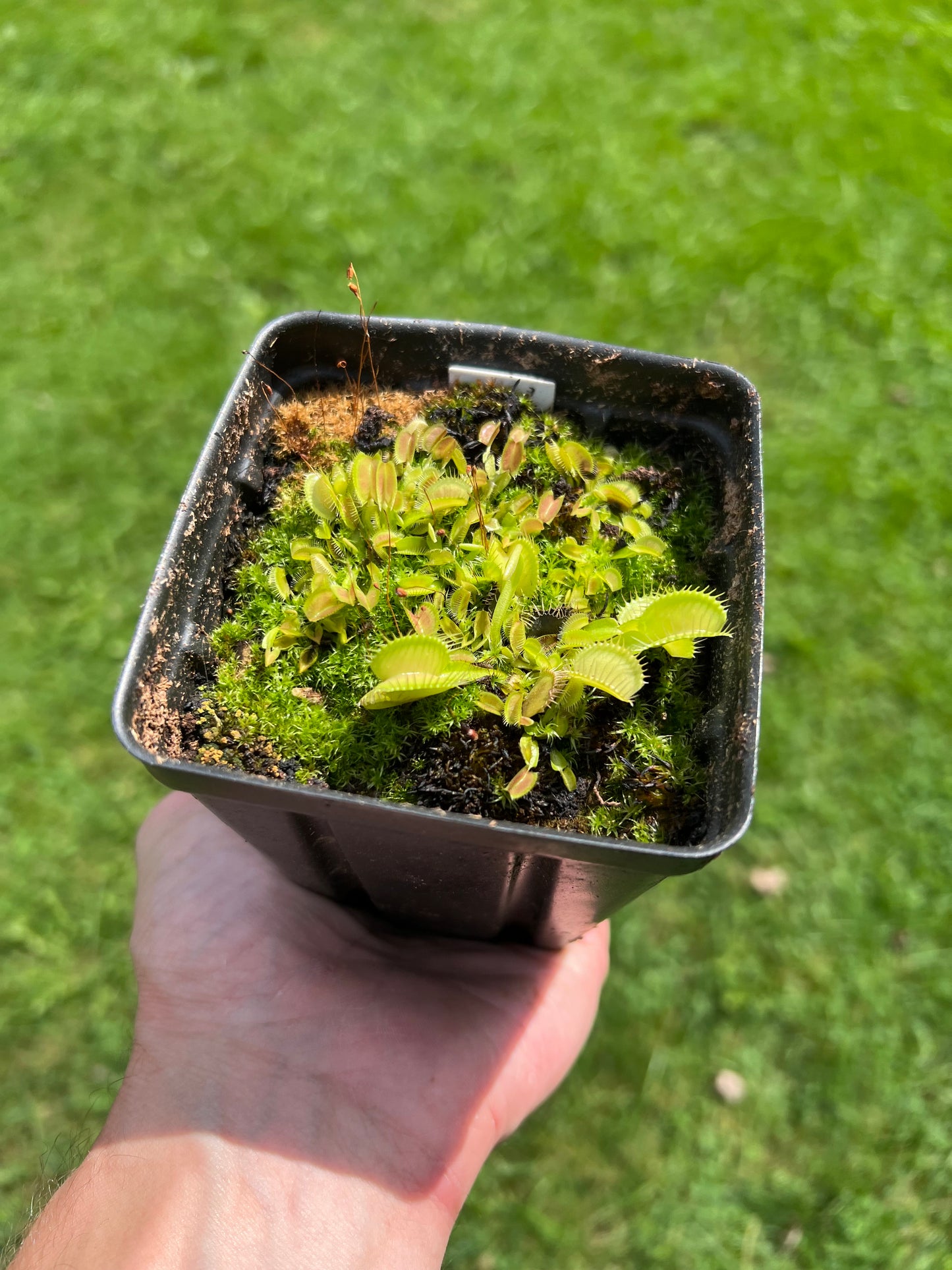 Dionaea muscipula - Seed Grown, Whole Pot