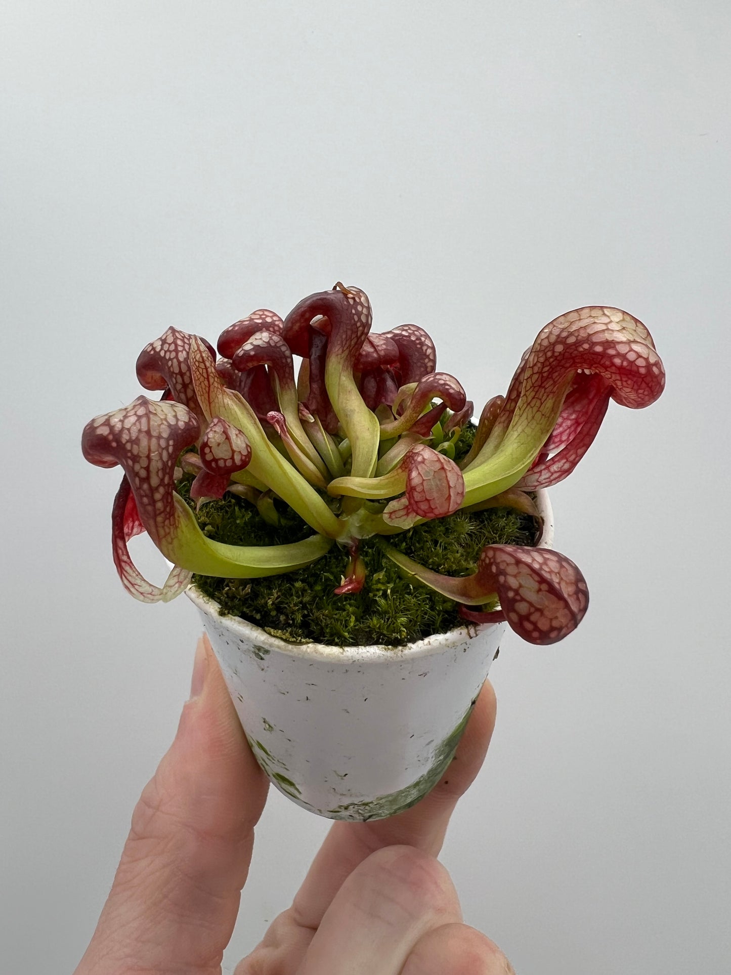 Darlingtonia californica (Cobra Pitcher Plant) - Seed Grown #140