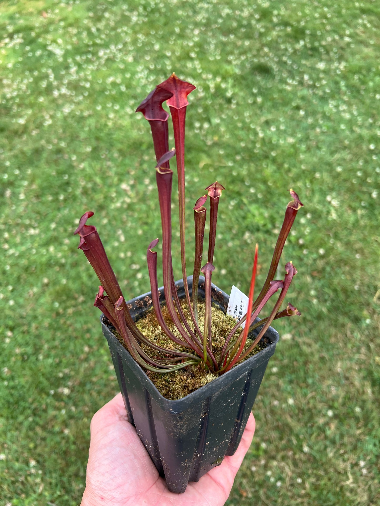 Sarracenia flava (Blackwater, FL) x OP - Seed Grown #1