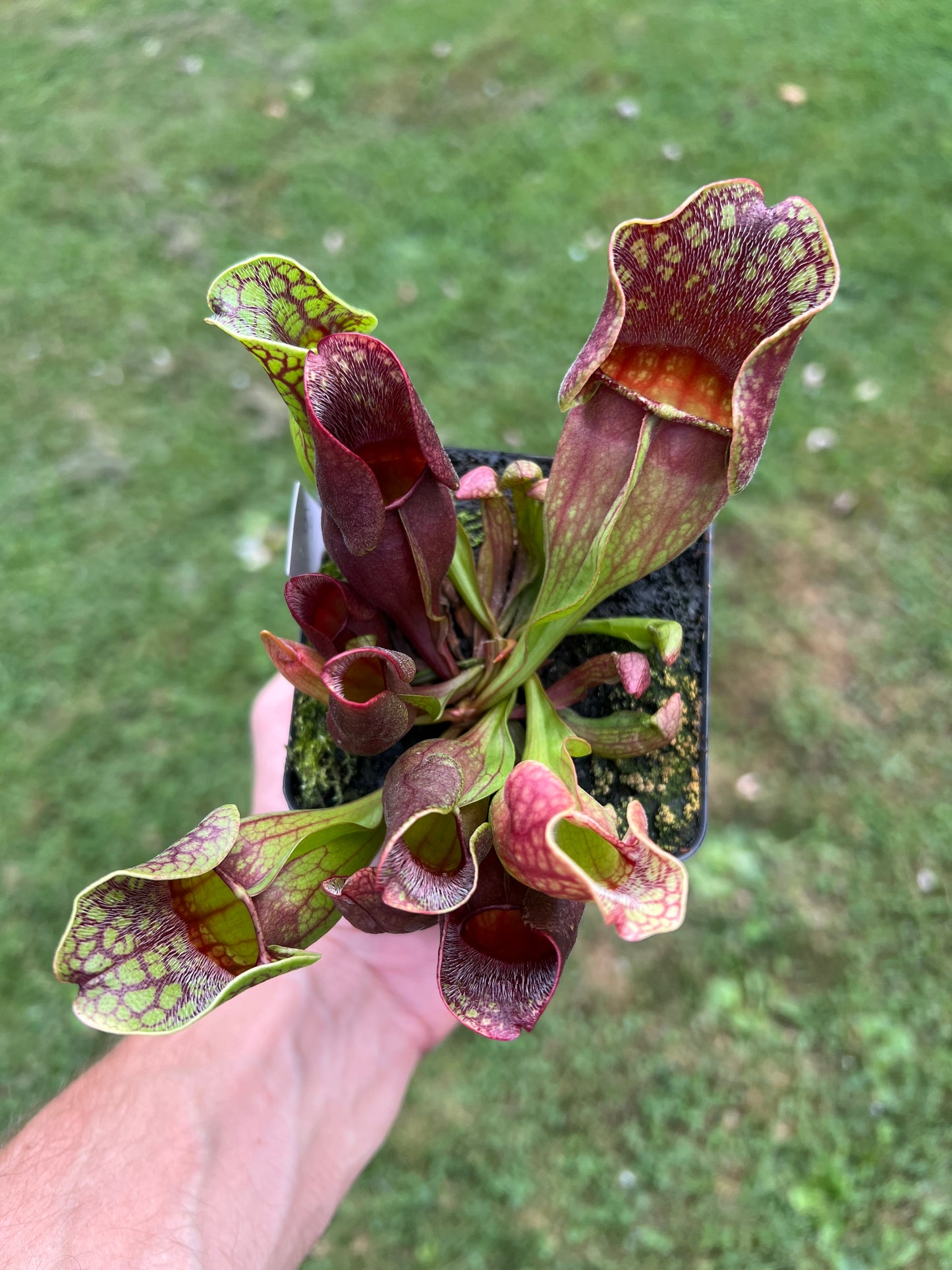 Sarracenia purpurea ssp. purpurea (Centre Co, PA) - Seed Grown #59