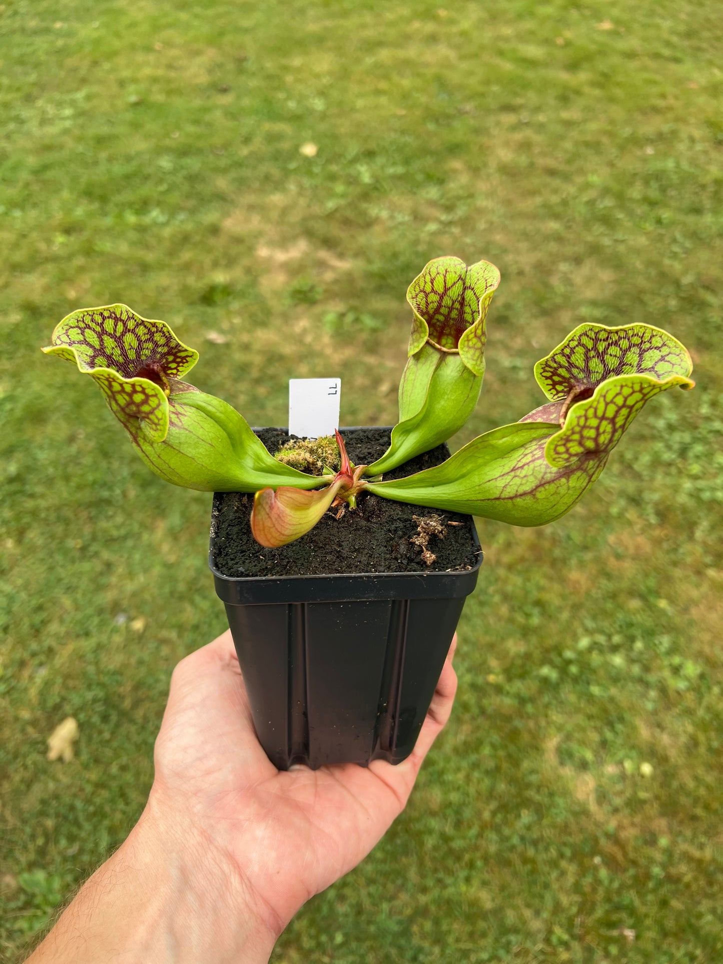 Sarracenia purpurea ssp. purpurea (Centre Co, PA) - Seed Grown #77