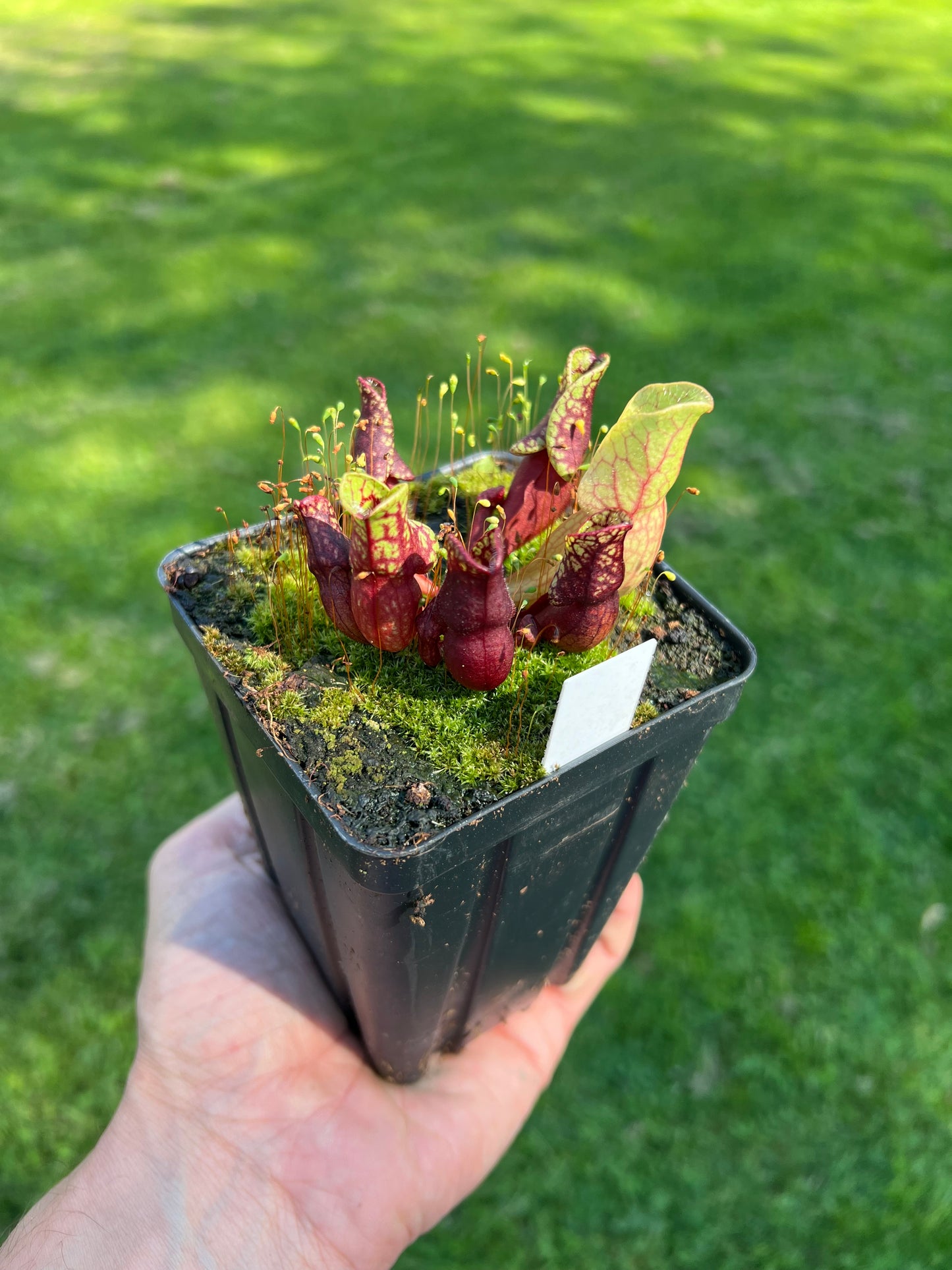 Sarracenia purpurea ssp. venosa “Little Carnivores” - Seed Grown #22