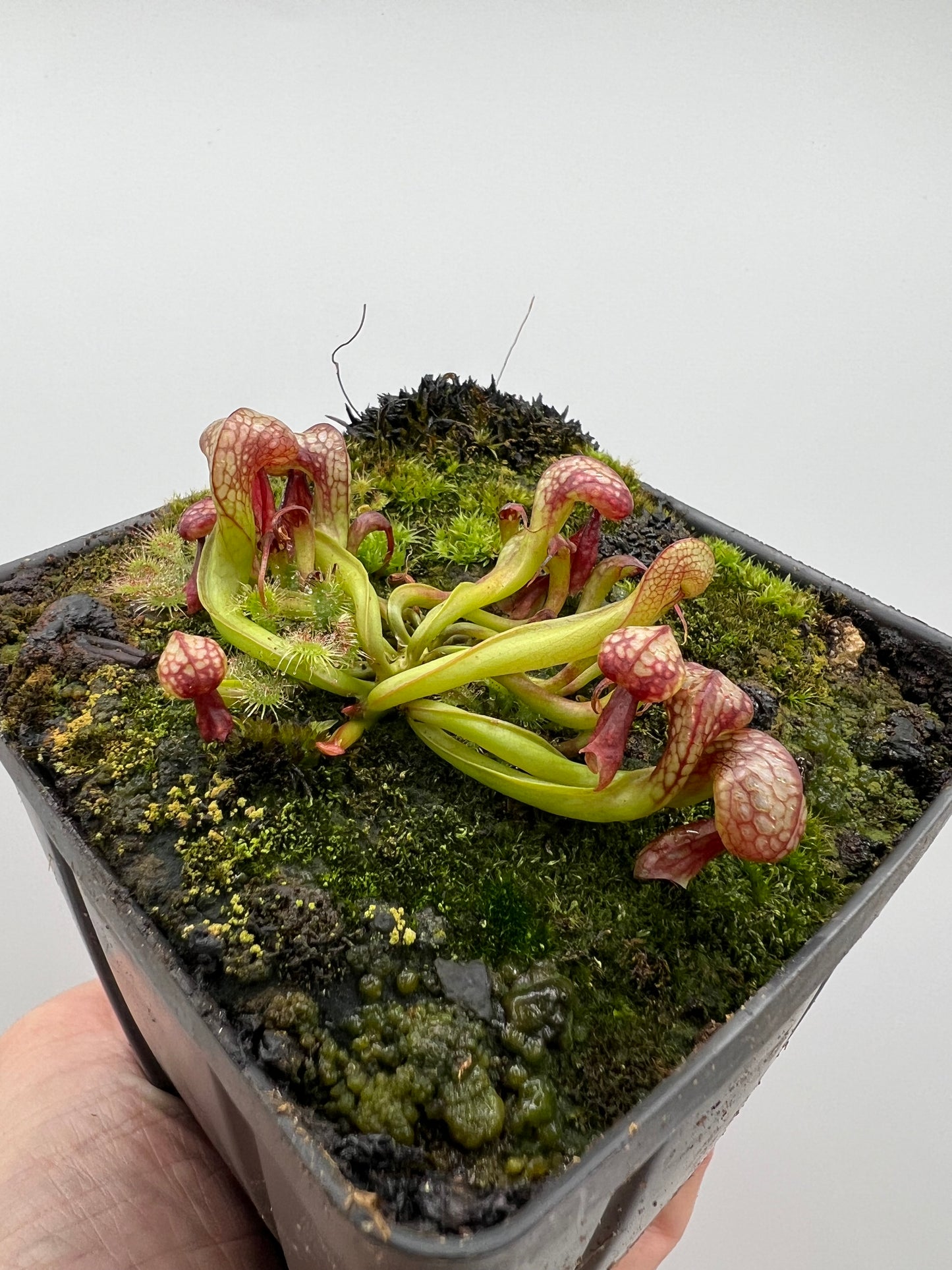 Darlingtonia californica (Cobra Pitcher Plant) - Seed Grown #74