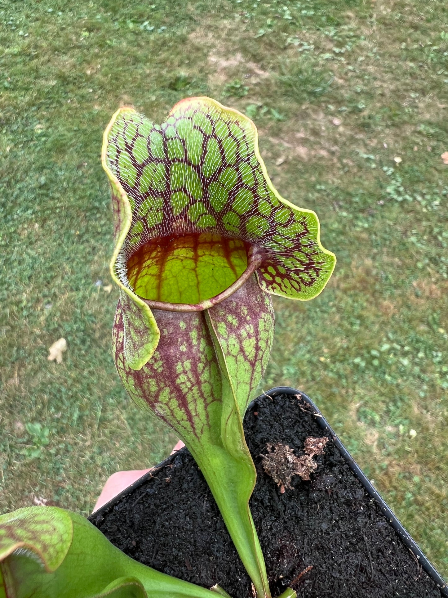 Sarracenia purpurea ssp. purpurea (Centre Co, PA) - Seed Grown #77