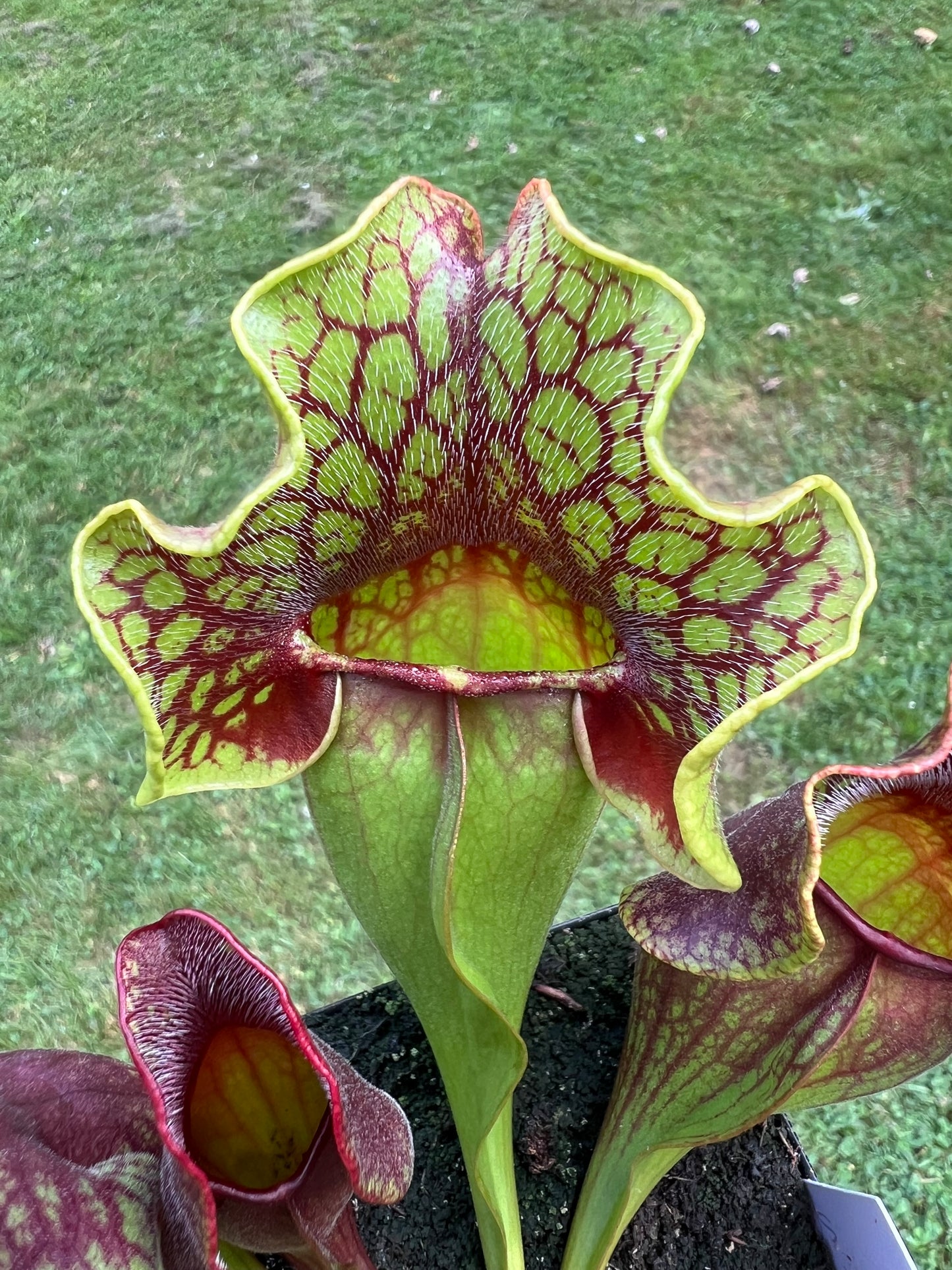 Sarracenia purpurea ssp. purpurea “Special”