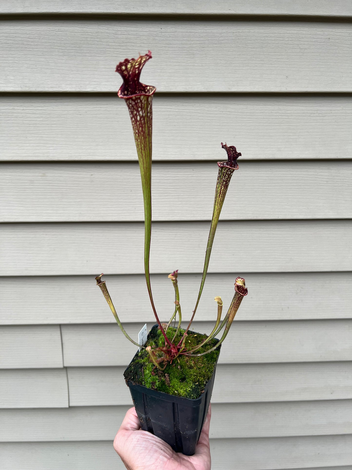 Sarracenia ‘Leah Wilkerson’ x ‘Leviathan’ - Seed Grown #6