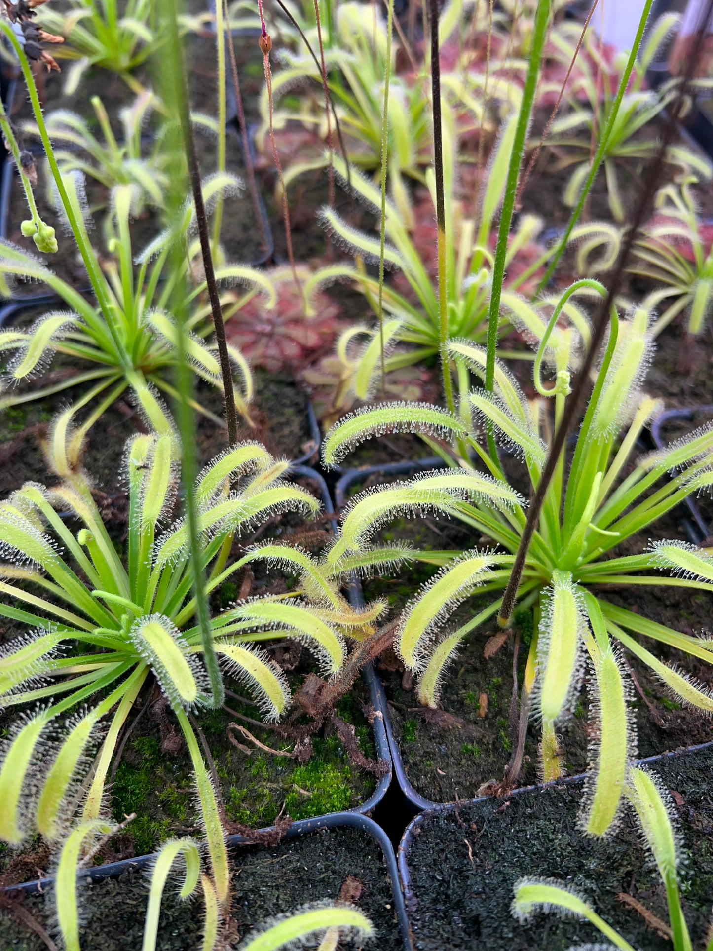 Drosera capensis ‘Albino’ (White Flower) - Single, Potted