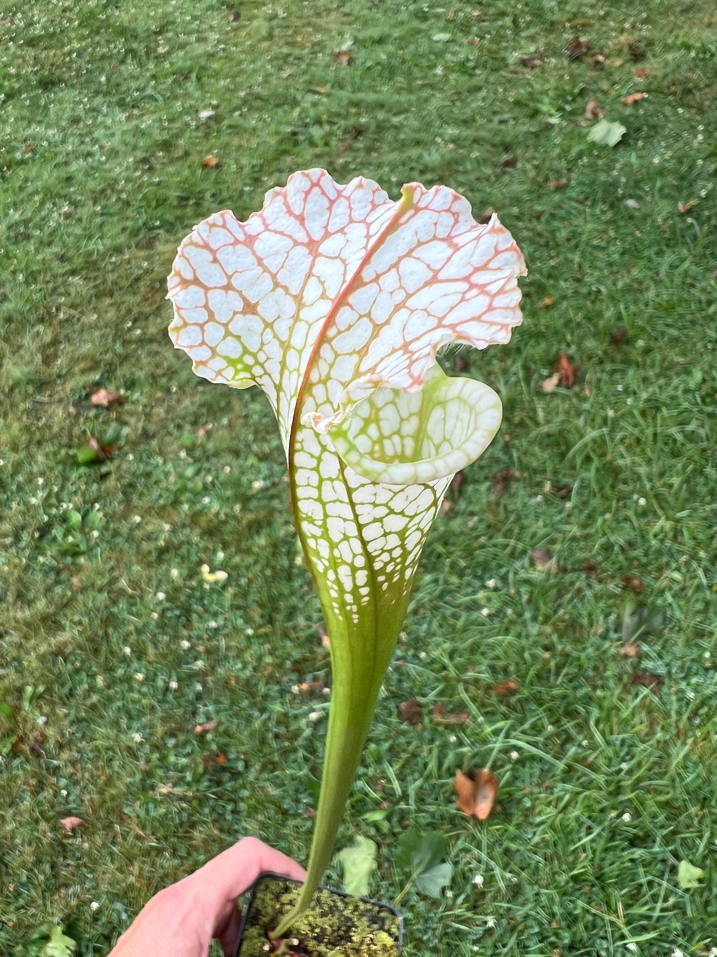 Sarracenia leucophylla “Hurricane Creek White” Clone A x self - Seed Grown #9