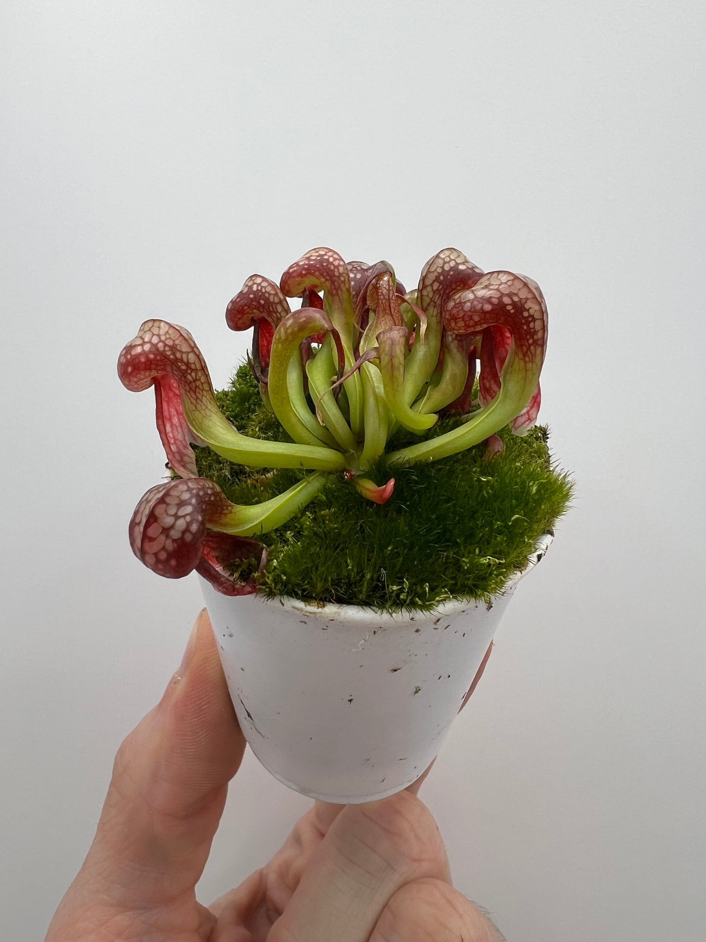 Darlingtonia californica (Cobra Pitcher Plant) - Seed Grown #109