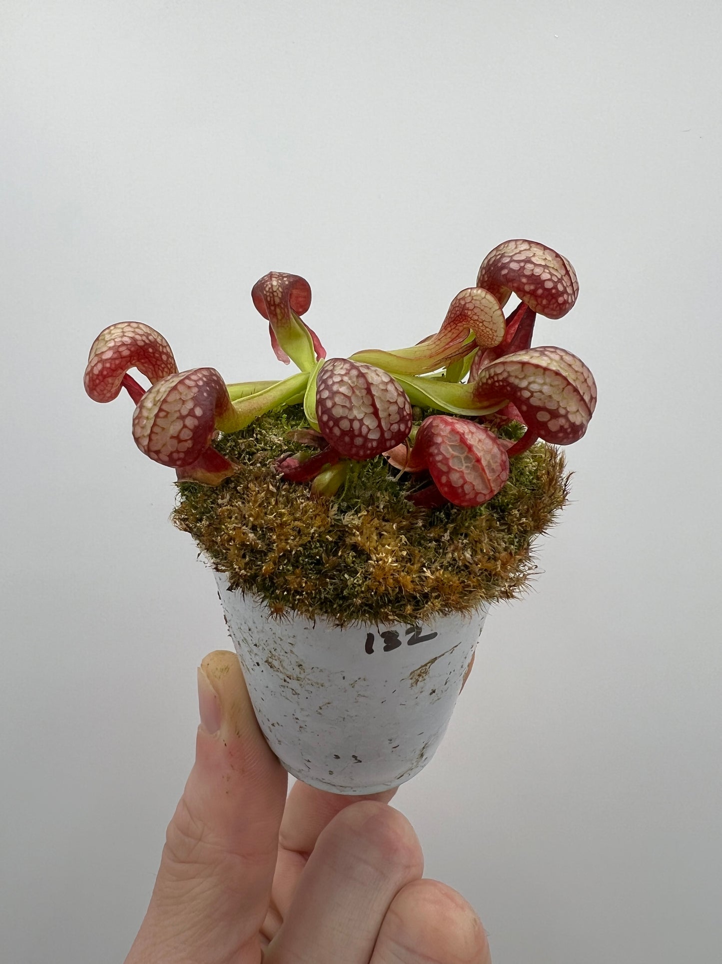 Darlingtonia californica (Cobra Pitcher Plant) - Seed Grown #132