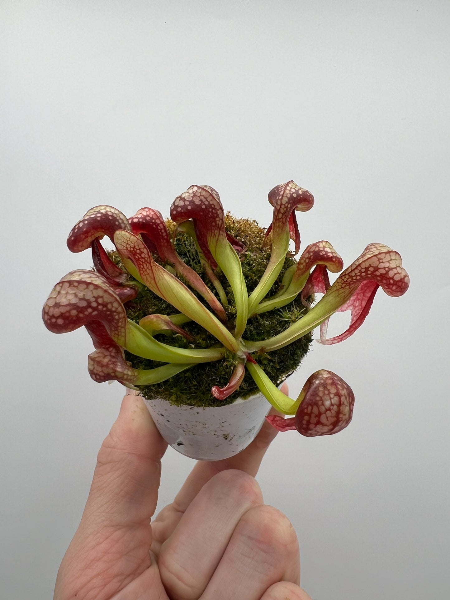 Darlingtonia californica (Cobra Pitcher Plant) - Seed Grown #132