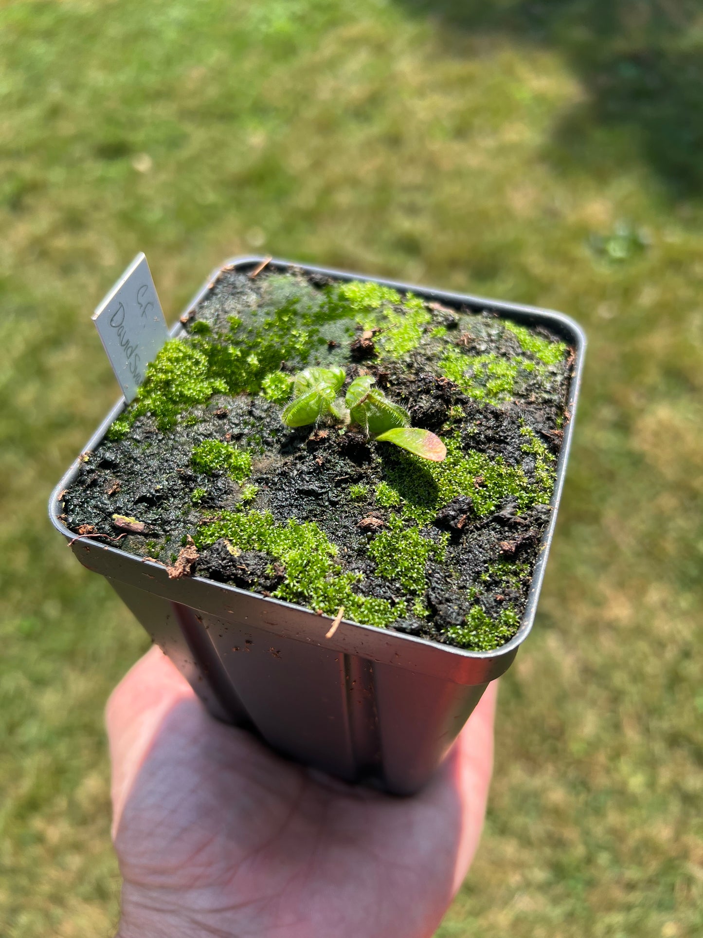 Cephalotus follicularis “David Švarc Black”