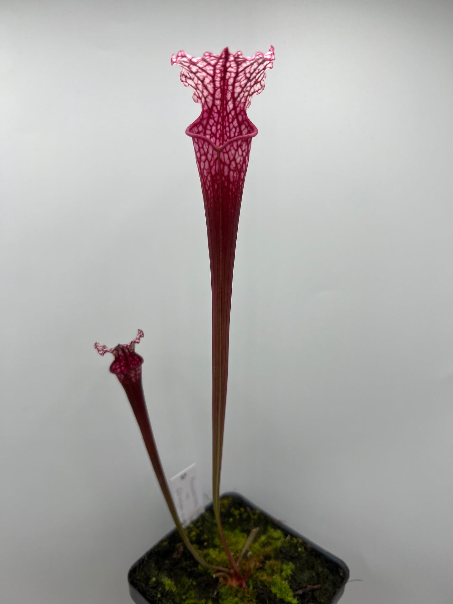 Sarracenia “Hawaiian Ice” x ‘Dragon Queen’ - Seed Grown #5