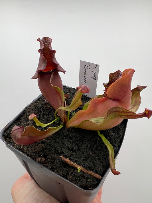 Sarracenia purpurea ‘Brunswick Beauty’ - True Cultivar