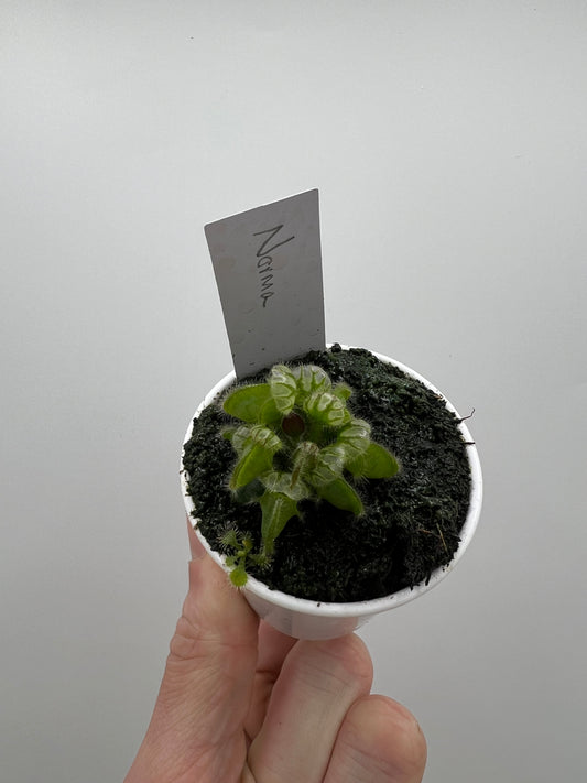 Cephalotus follicularis “Norma”