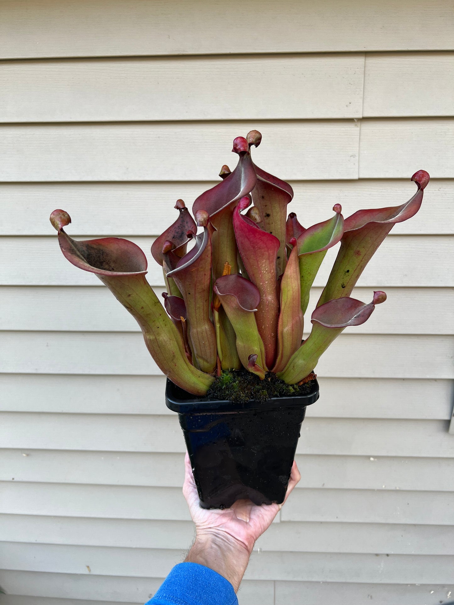 Heliamphora “Nutans Giant” x (tatei x folliculata) SG 8.14.19 LC1 - Division B