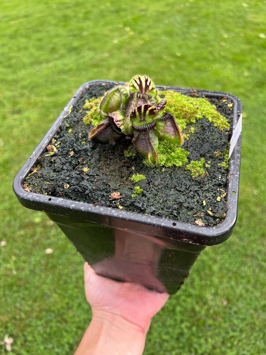 Cephalotus follicularis “Big Boy”