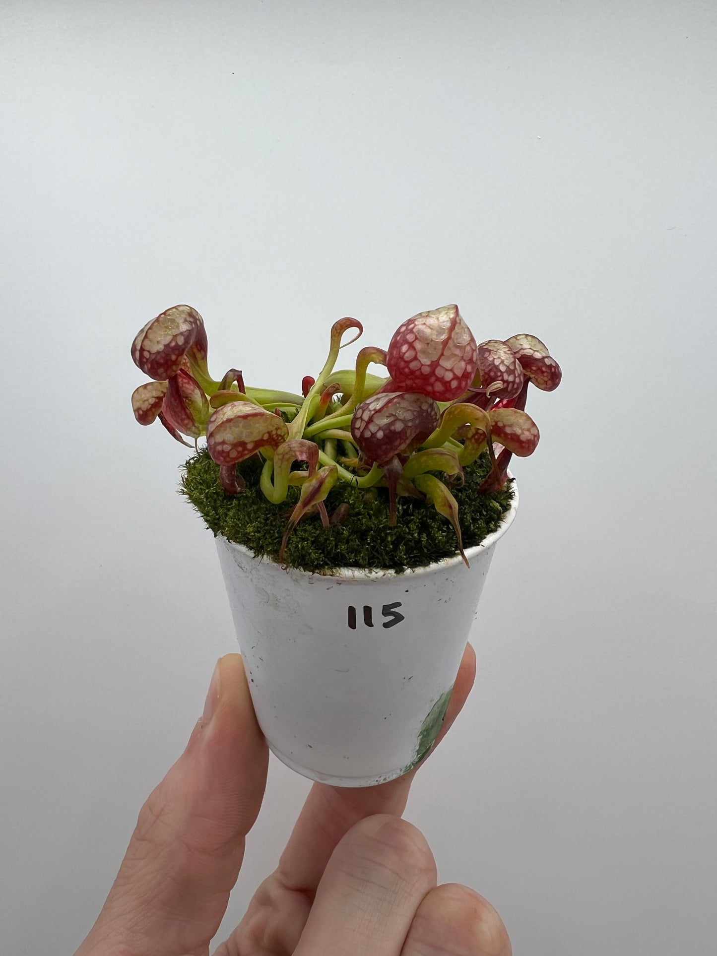 Darlingtonia californica (Cobra Pitcher Plant) - Seed Grown #115