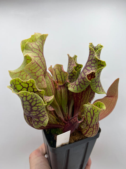 Sarracenia purpurea ssp. venosa “Little Carnivores” - Seed Grown #20