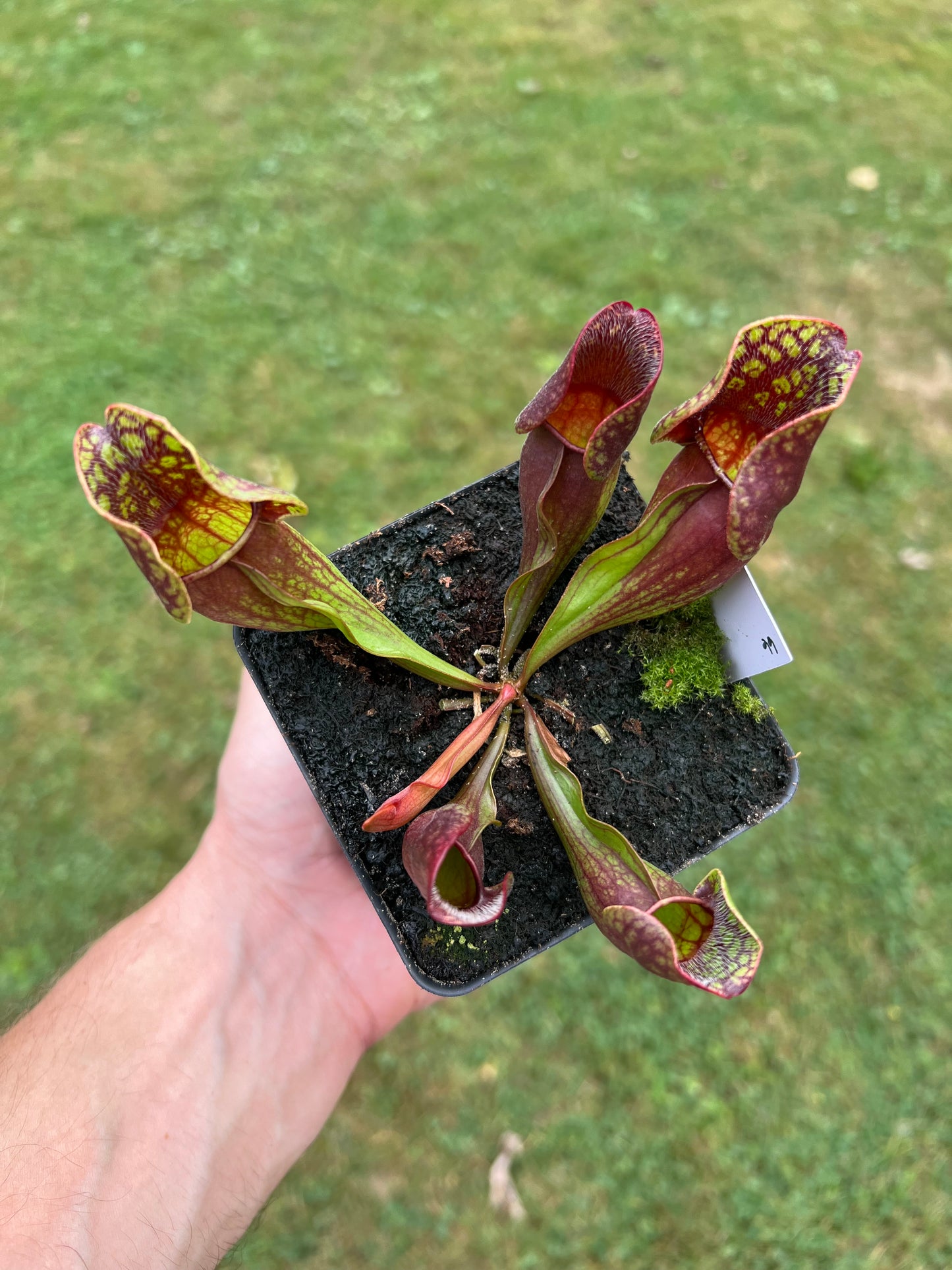 Sarracenia purpurea ssp. purpurea (Centre Co, PA) - Seed Grown #66