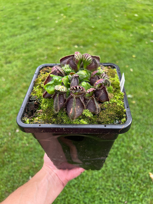 Cephalotus follicularis “Thomas Carow”