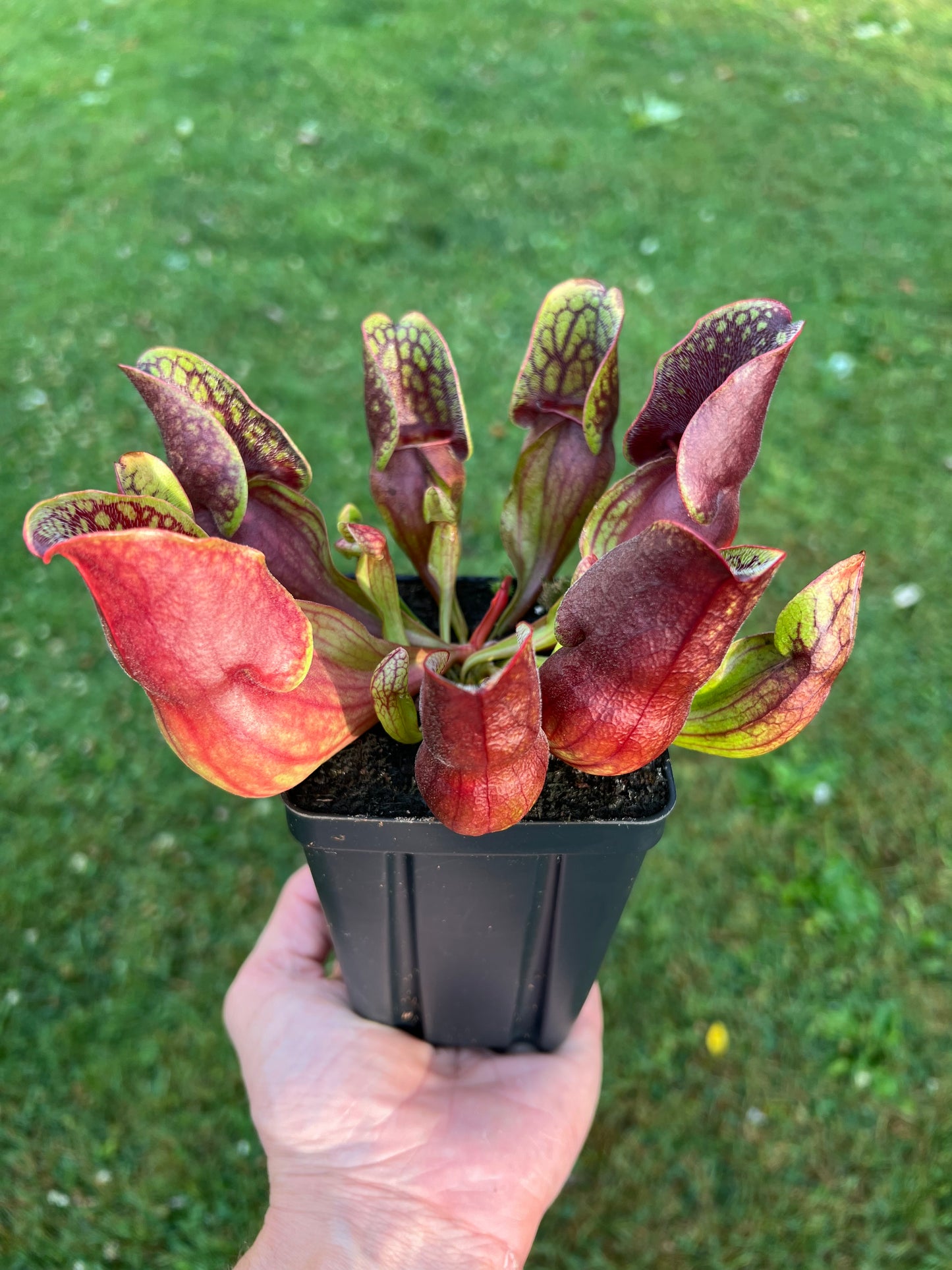 Sarracenia purpurea ssp. purpurea (Centre Co, PA) - Seed Grown #45