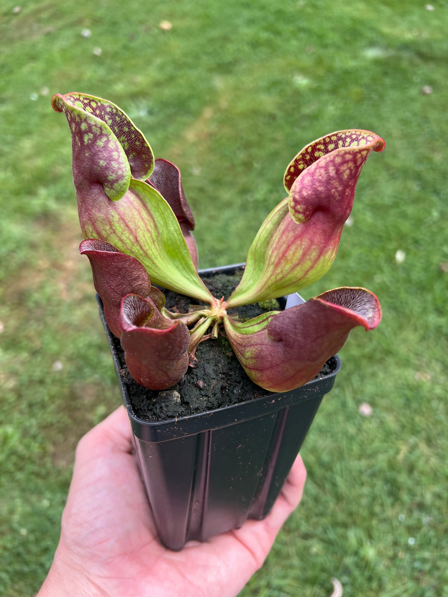 Sarracenia purpurea ssp. purpurea (Centre Co, PA) - Seed Grown #58