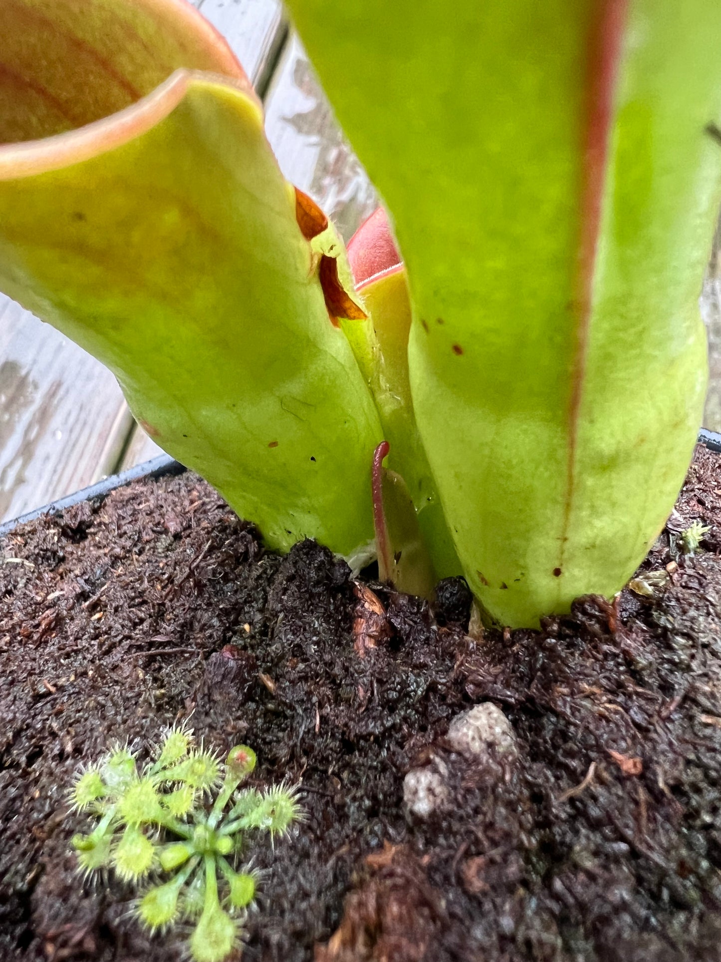 Heliamphora heterodoxa x minor - Potted Division