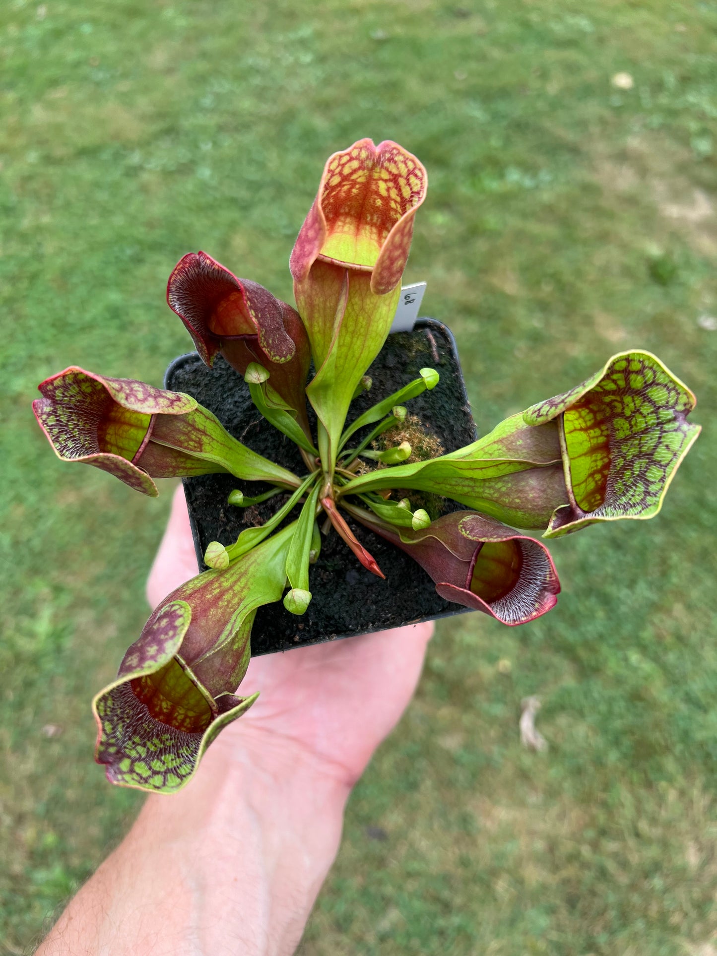 Sarracenia purpurea ssp. purpurea (Centre Co, PA) - Seed Grown #68