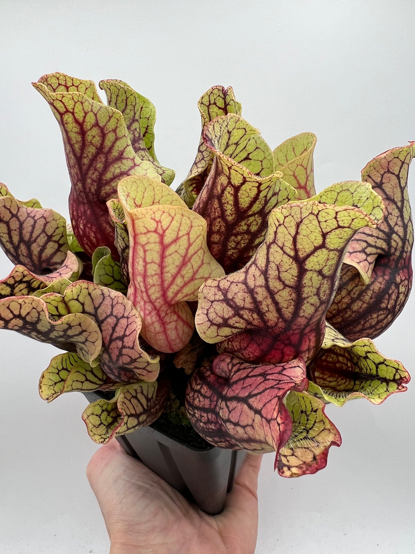 Sarracenia purpurea ssp. venosa “Little Carnivores” - Seed Grown #24