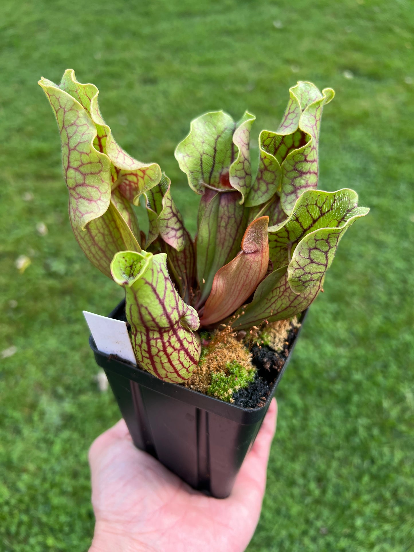 Sarracenia purpurea ssp. venosa “Little Carnivores” - Seed Grown #20