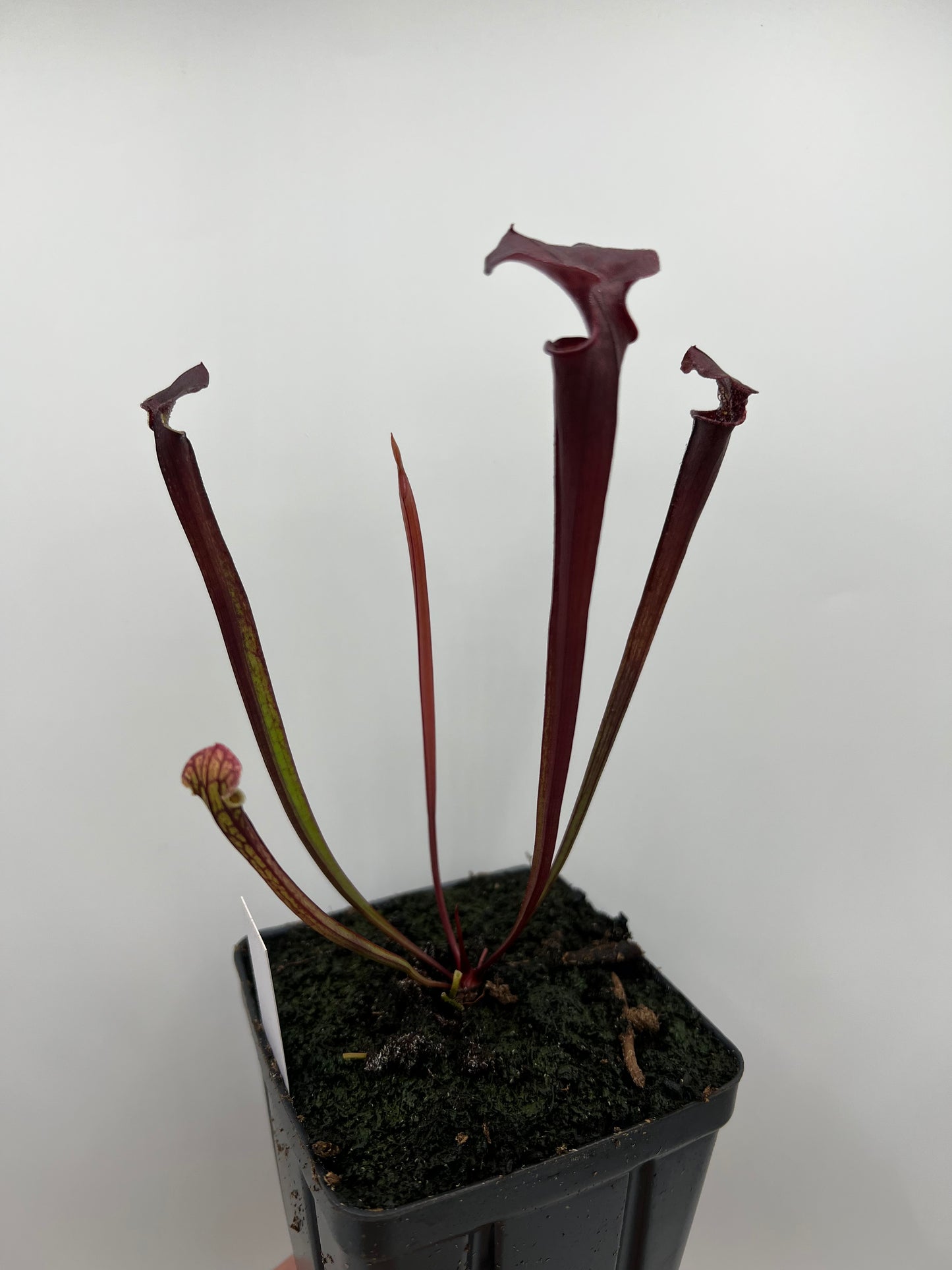 Sarracenia flava var. rubricorpora x “Strawberry Milkshake” - Seed Grown #6