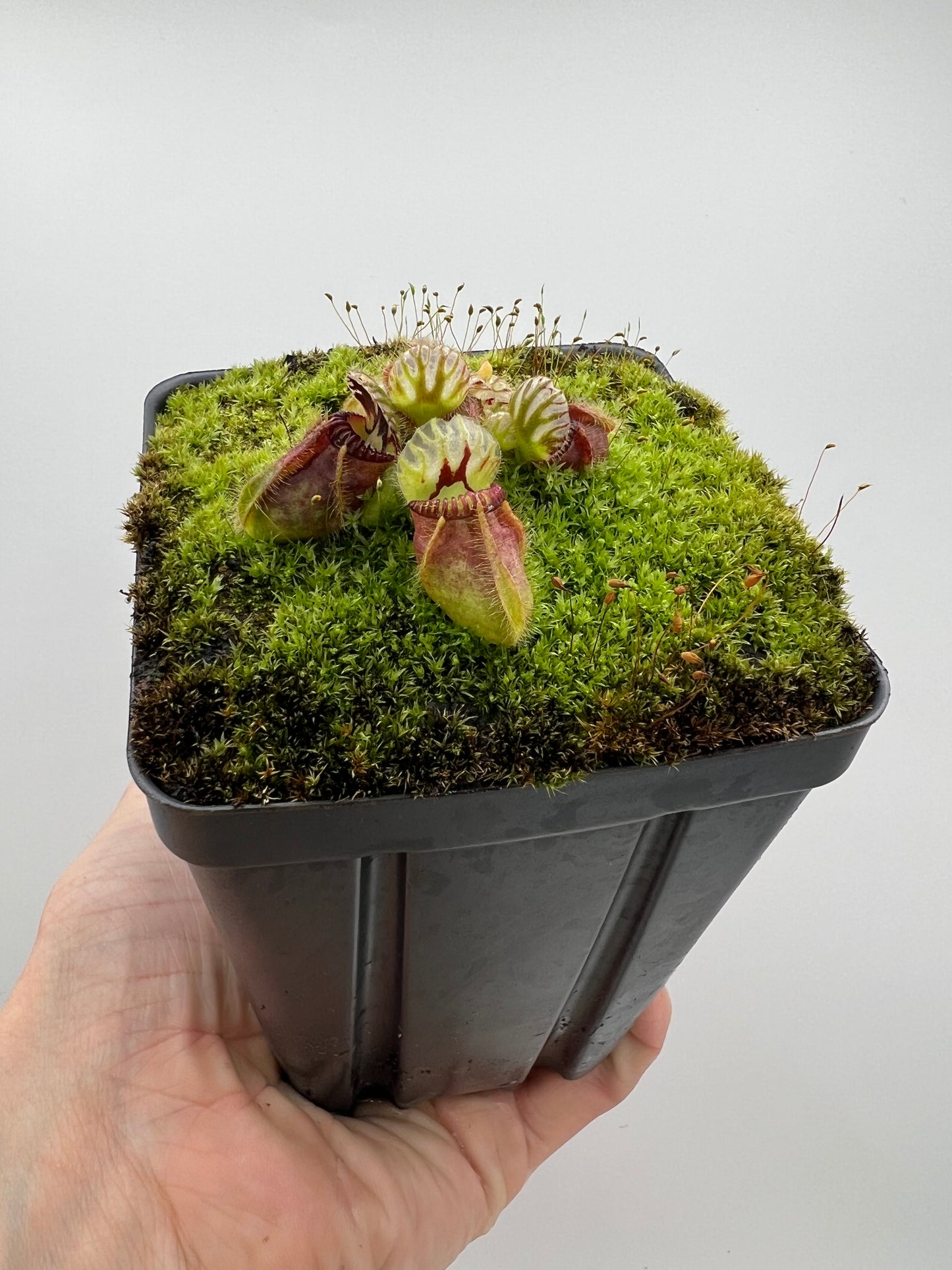 Cephalotus follicularis - Typical #21