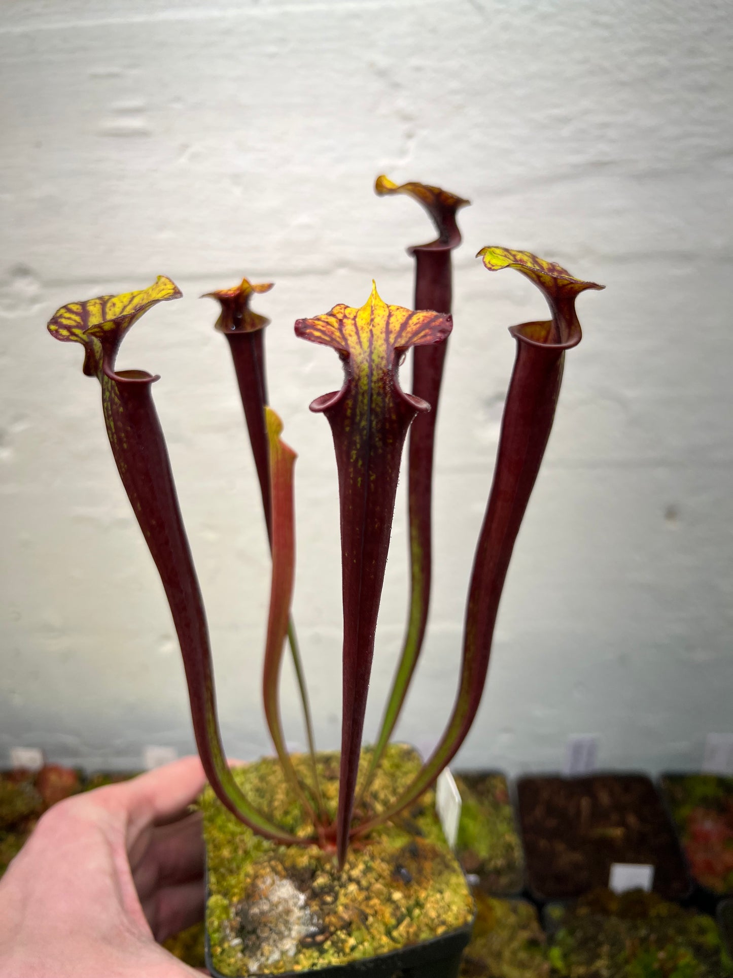 Sarracenia flava var. rubricorpora (Liberty Co, FL) - Seed Grown #8