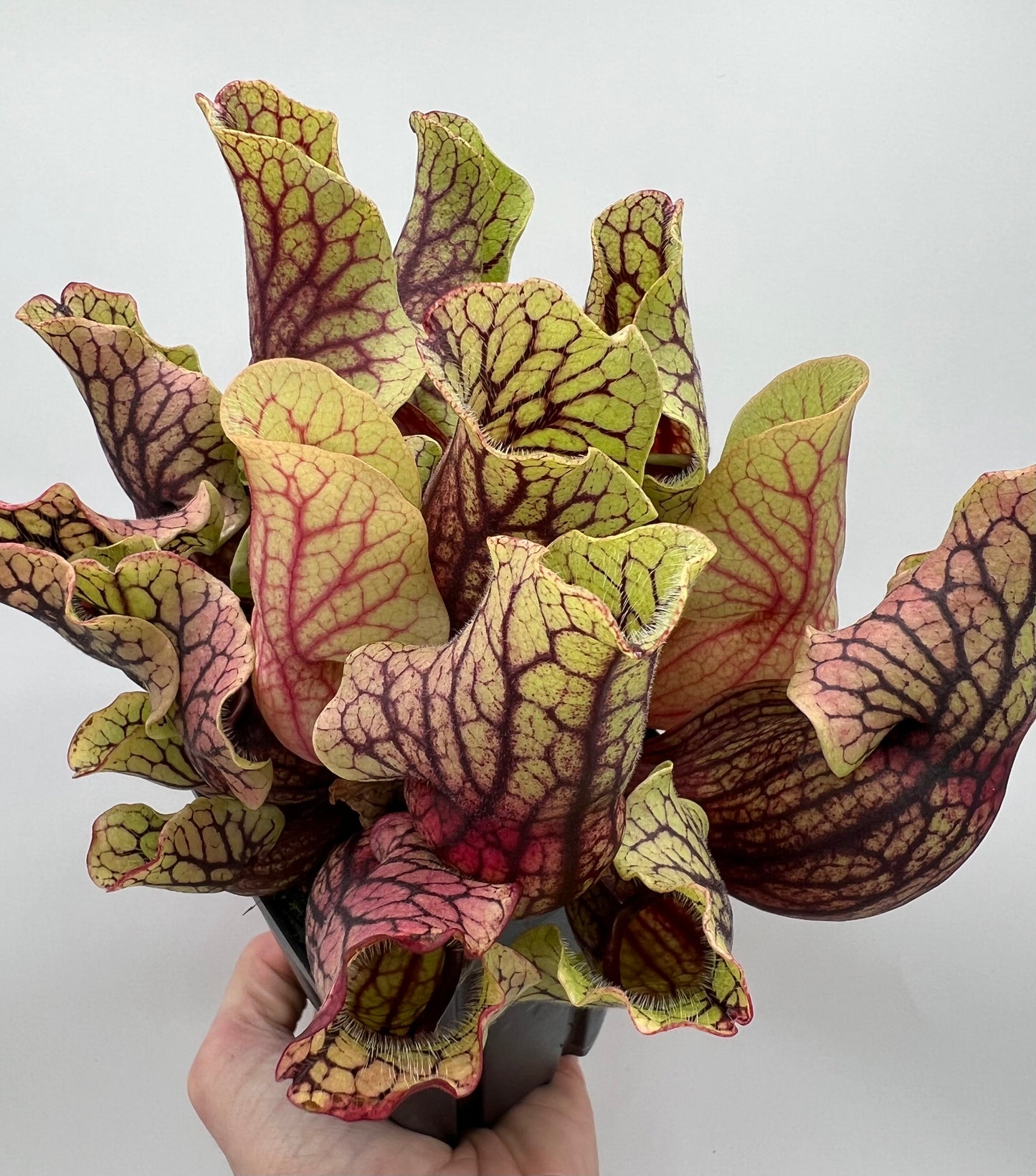 Sarracenia purpurea ssp. venosa “Little Carnivores” - Seed Grown #24