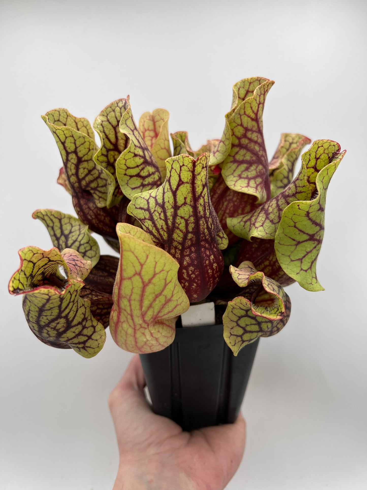 Sarracenia purpurea ssp. venosa “Little Carnivores” - Seed Grown #24