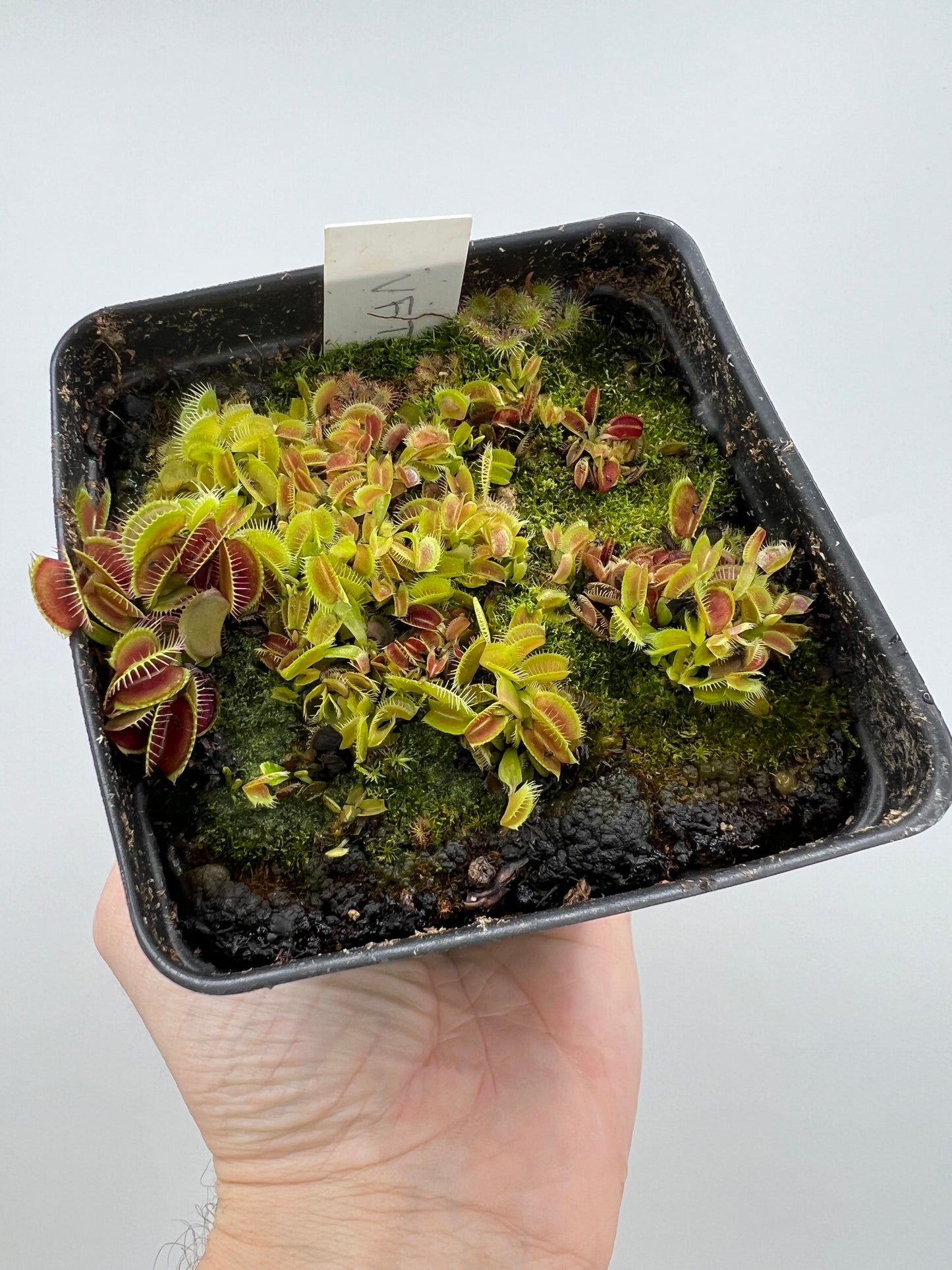 Dionaea muscipula - Seed Grown, Whole Pot