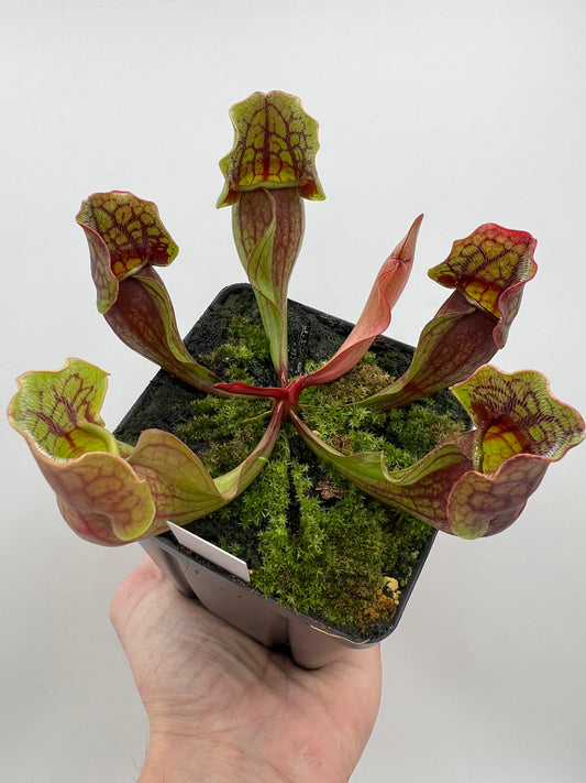 Sarracenia purpurea ssp. purpurea (Bruce Co, Ontario Canada) - Seed Grown #8