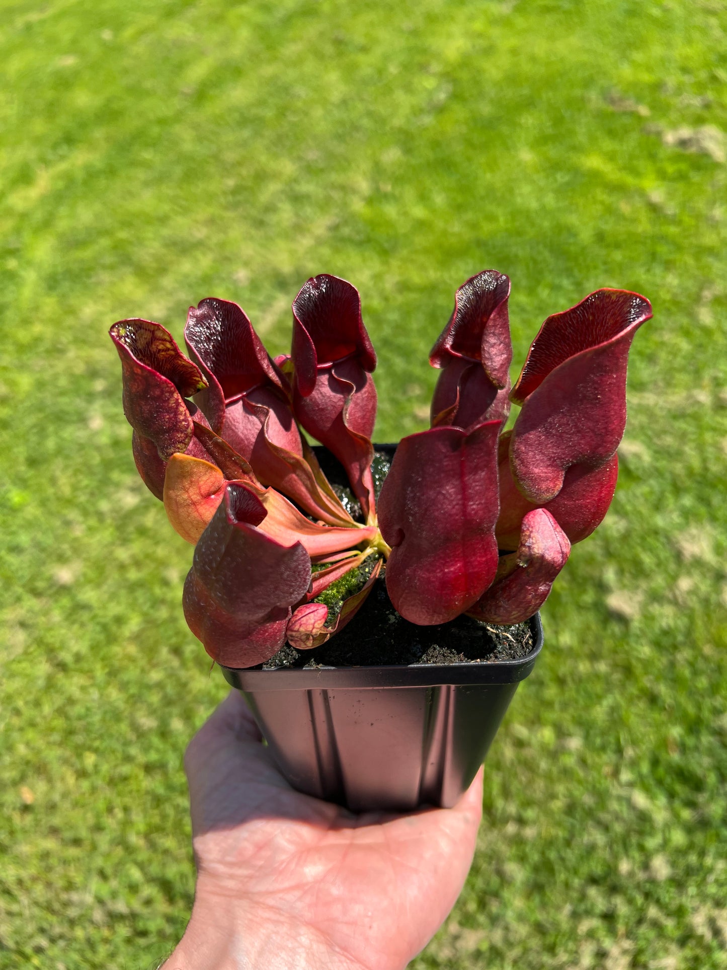 Sarracenia purpurea ssp. purpurea (Centre Co, PA) - Seed Grown #37