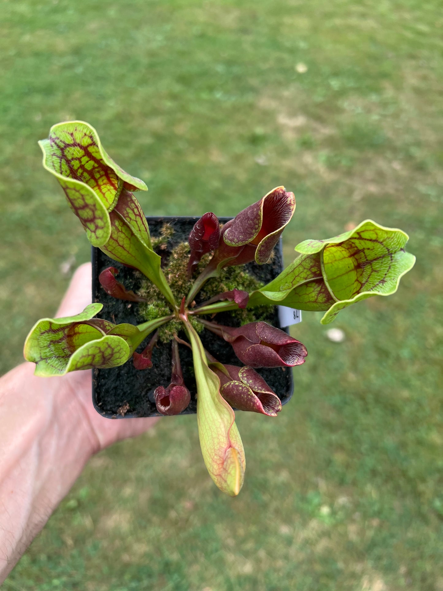 Sarracenia purpurea ssp. purpurea (Centre Co, PA) - Seed Grown #78