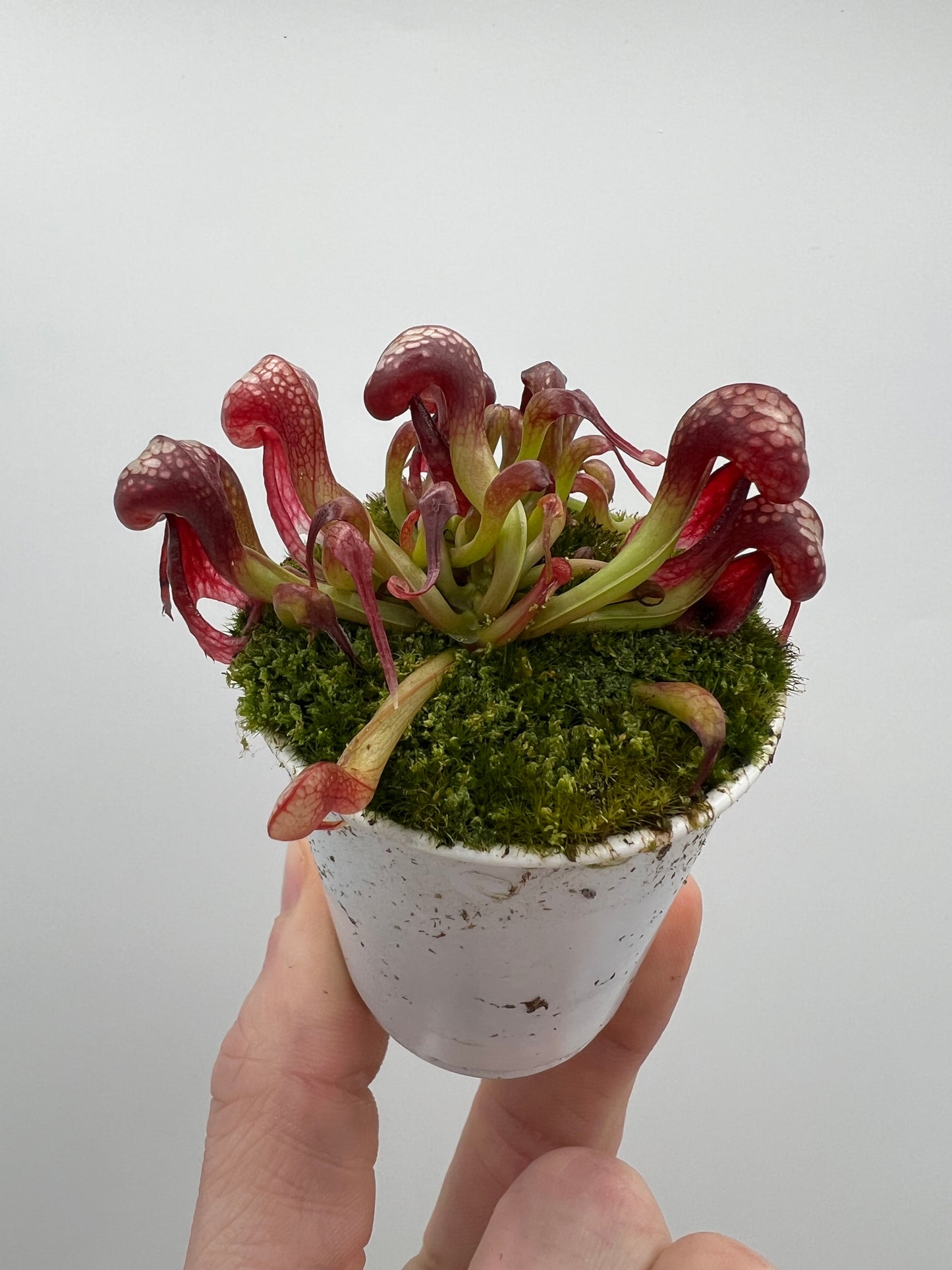 Darlingtonia californica (Cobra Pitcher Plant) - Seed Grown #138