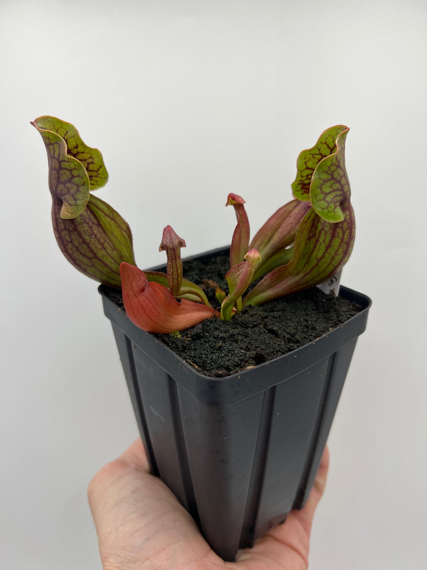 Sarracenia purpurea ssp. purpurea (Norfolk Co, MA) x (Bruce Co, Ontario Canada) - Seed Grown #1